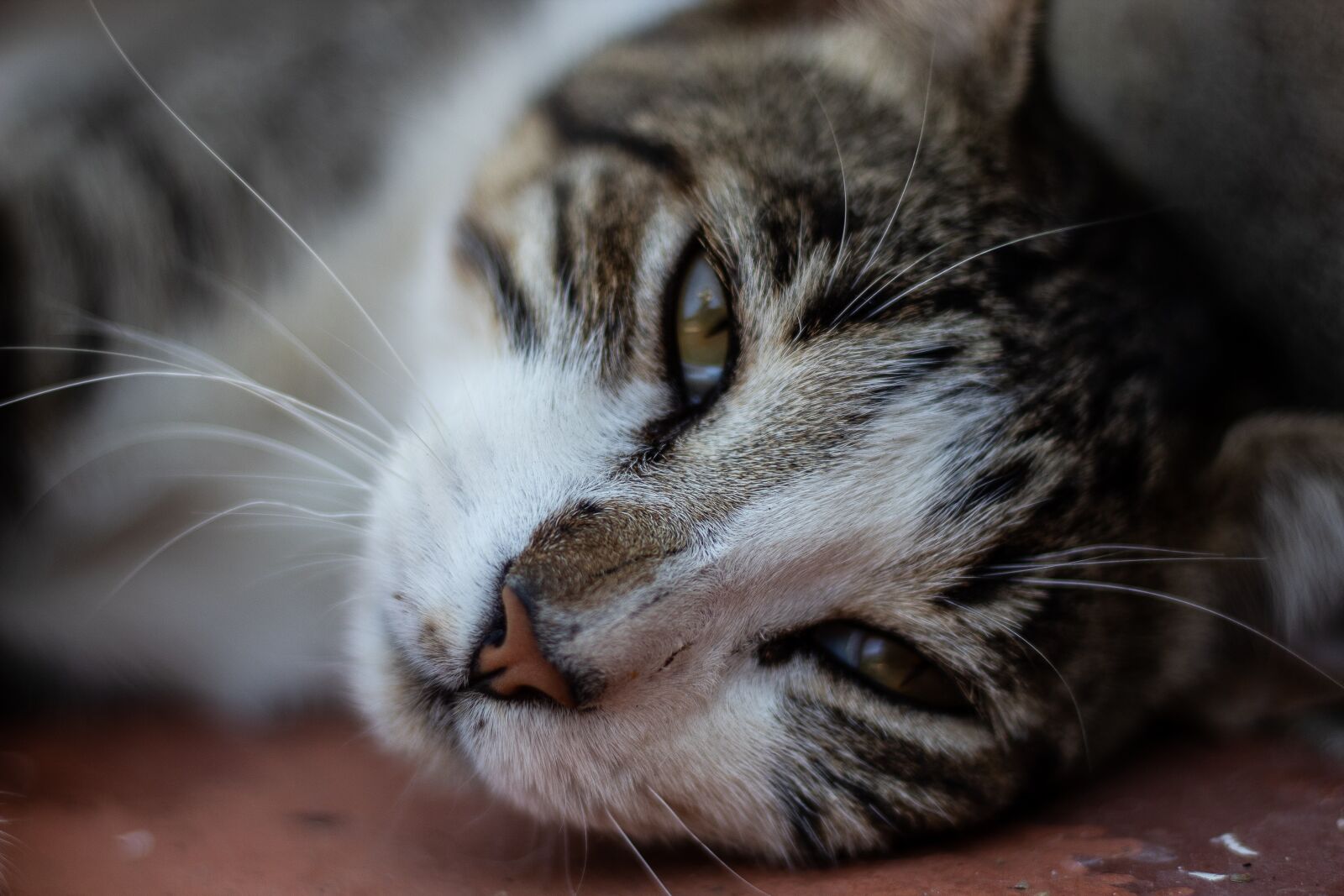 Canon EOS 1300D (EOS Rebel T6 / EOS Kiss X80) sample photo. Cat, animal, kitten photography