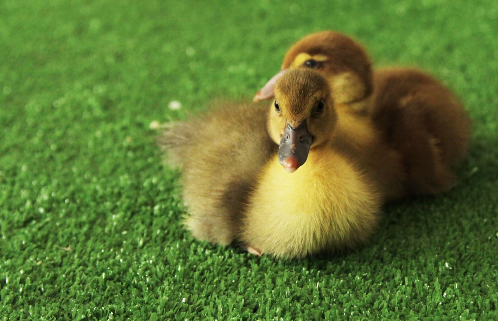 Canon EOS 60D sample photo. Ducklings, chicks, yellow photography