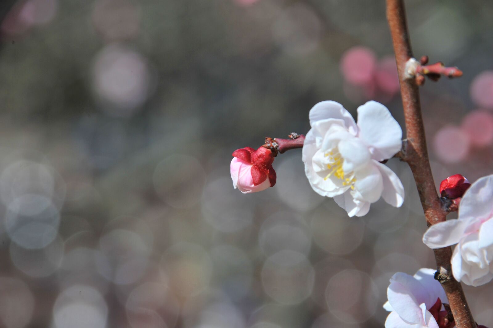 Nikon D700 sample photo. Cherry blossom, flowers, spring photography