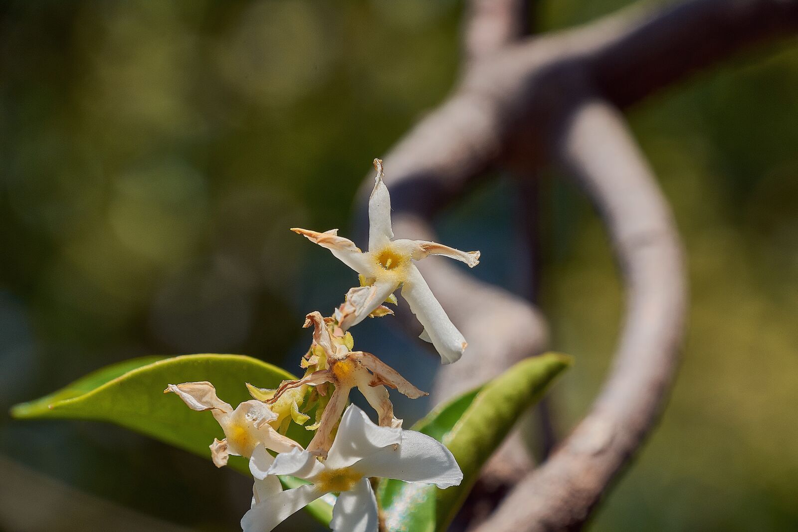 Nikon D7200 sample photo. Jasmine, garden, flowers photography