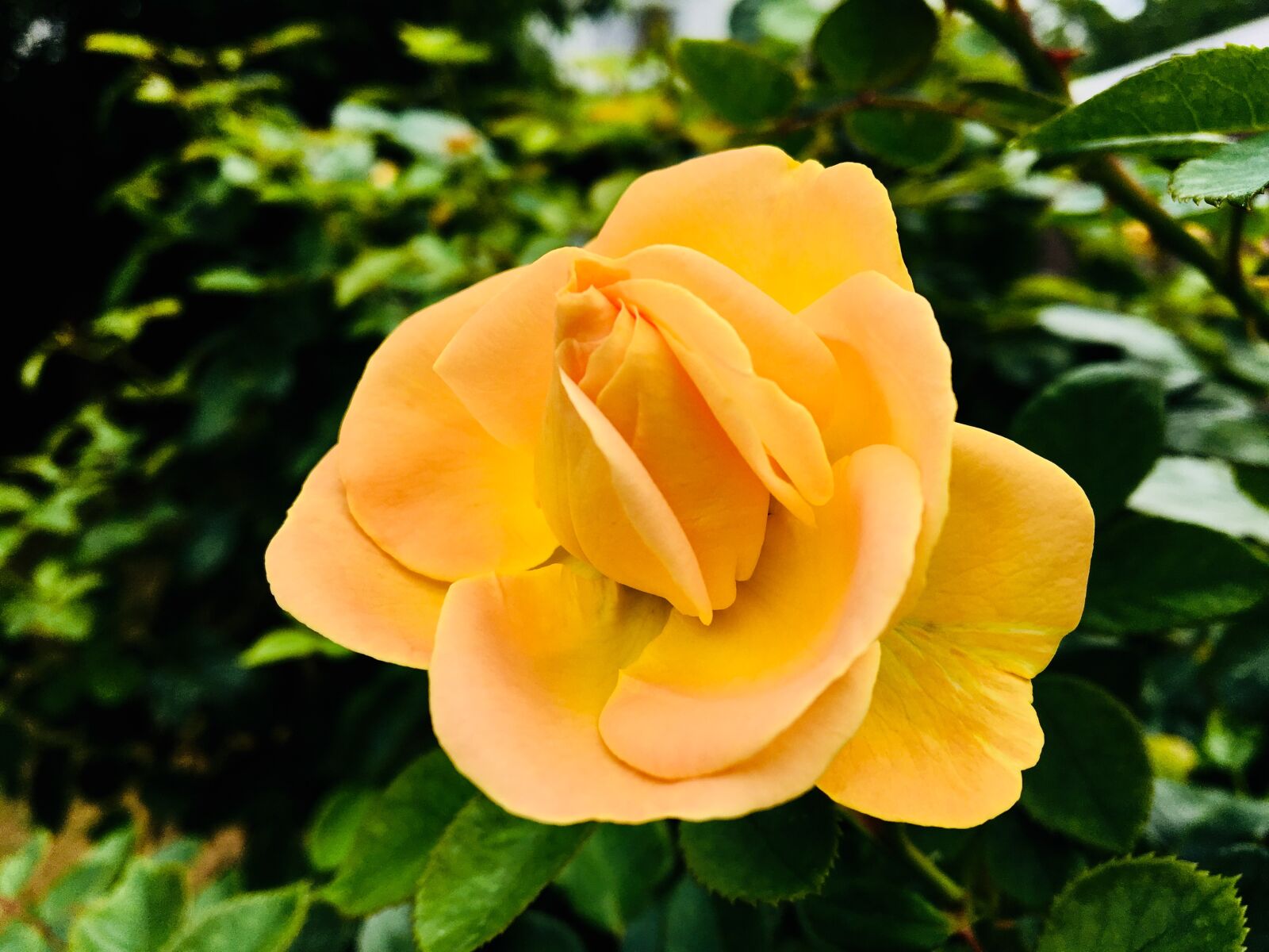 Apple iPhone 6s sample photo. Rose, flower, yellow photography