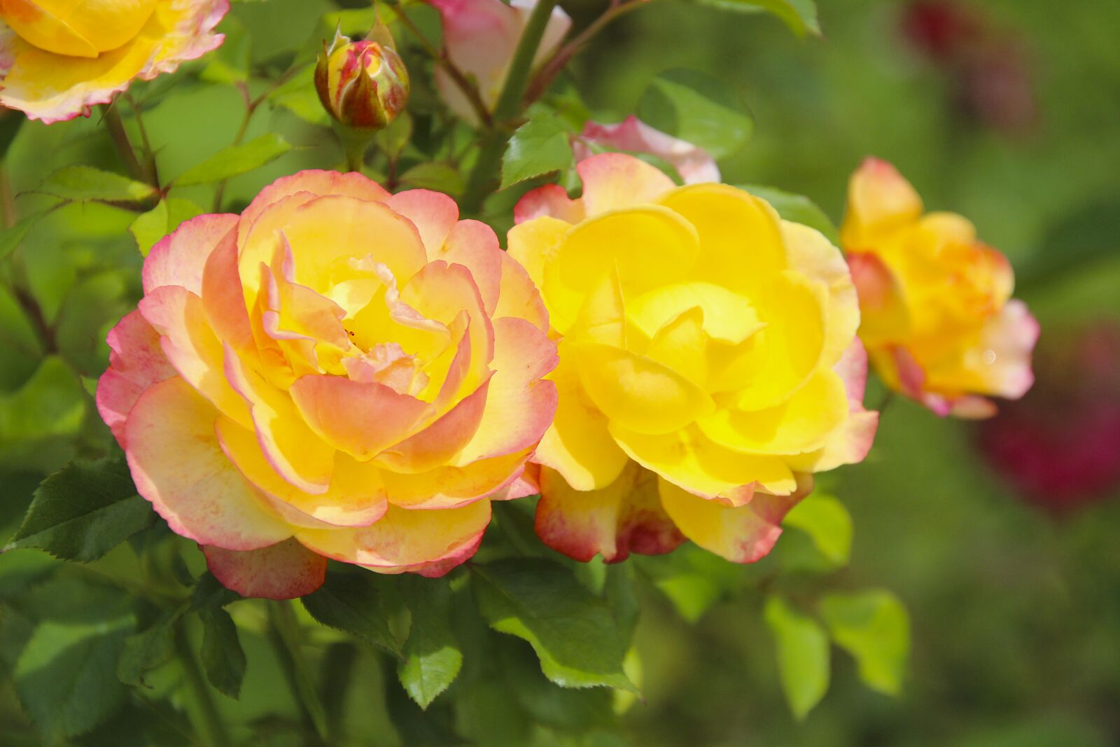 Canon EOS 700D (EOS Rebel T5i / EOS Kiss X7i) sample photo. Roses, breeding roses, plant photography