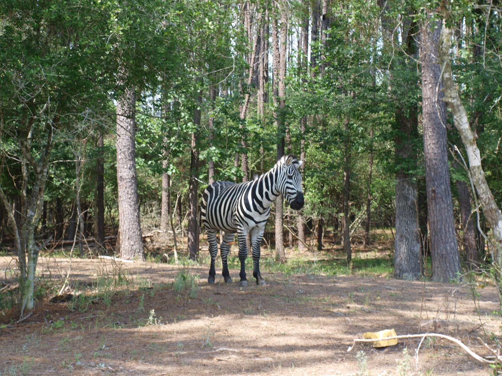 Olympus E-420 (EVOLT E-420) sample photo. Zebra, exotic animal, texas photography