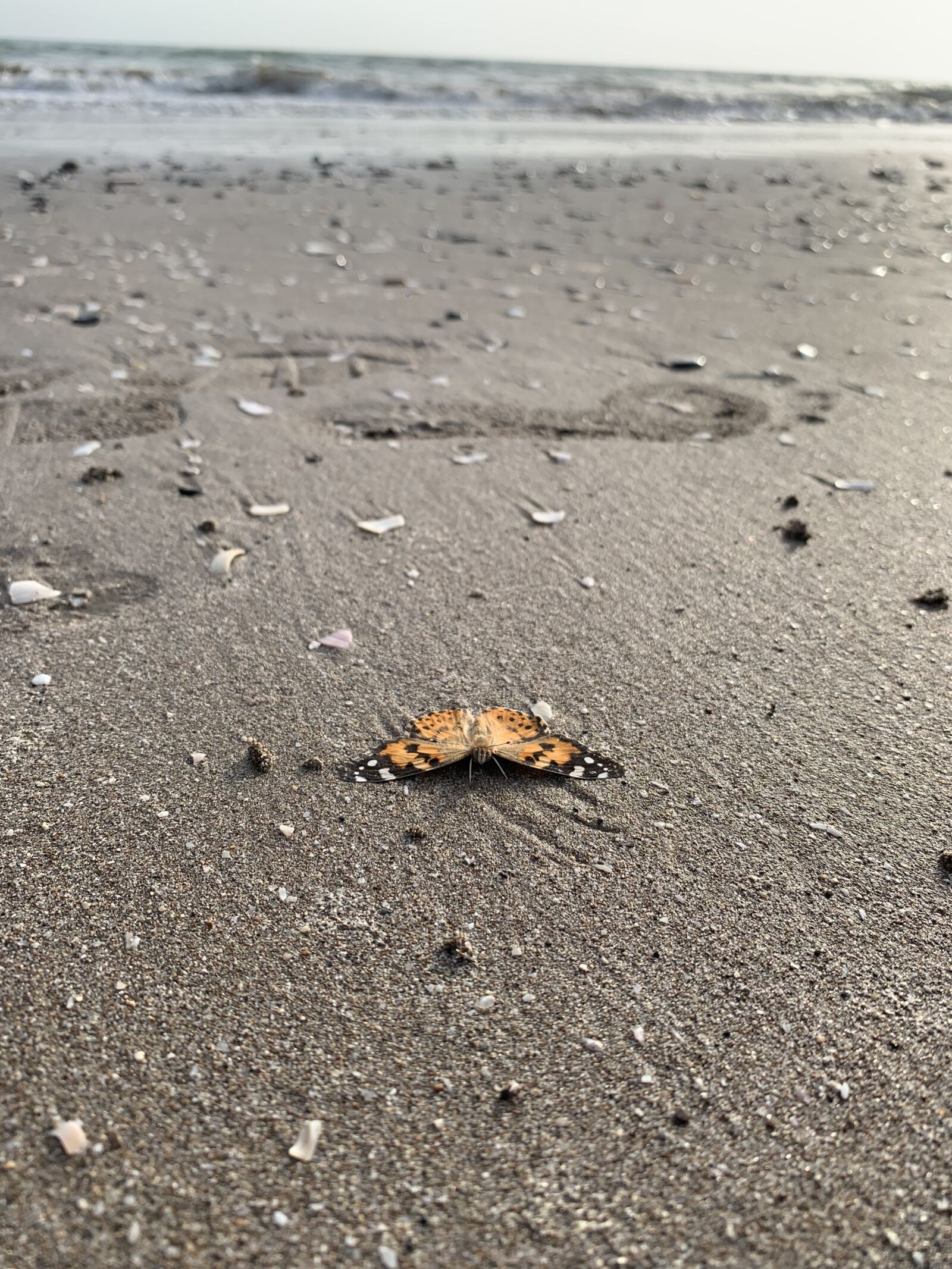 Apple iPhone XR sample photo. Butterfly, sand, beach photography