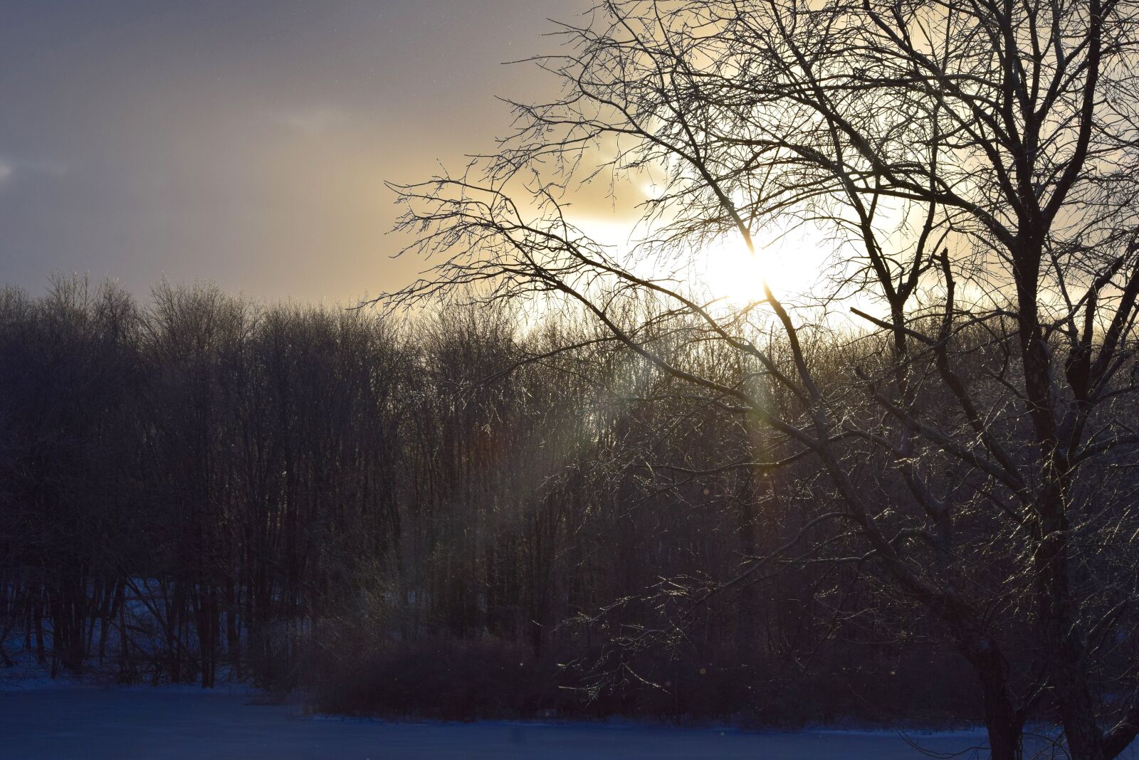 Nikon D3300 sample photo. Tree, sunset, twilight photography