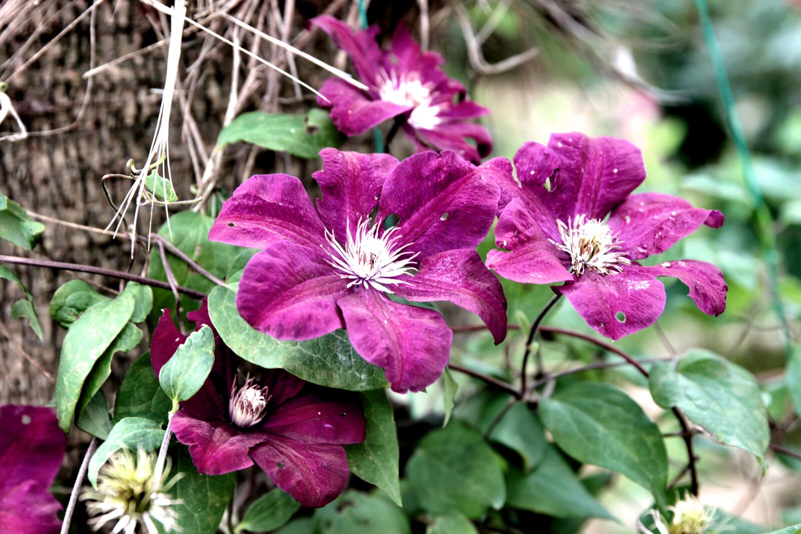 Canon EOS 550D (EOS Rebel T2i / EOS Kiss X4) sample photo. Clematis, ivy, flower photography