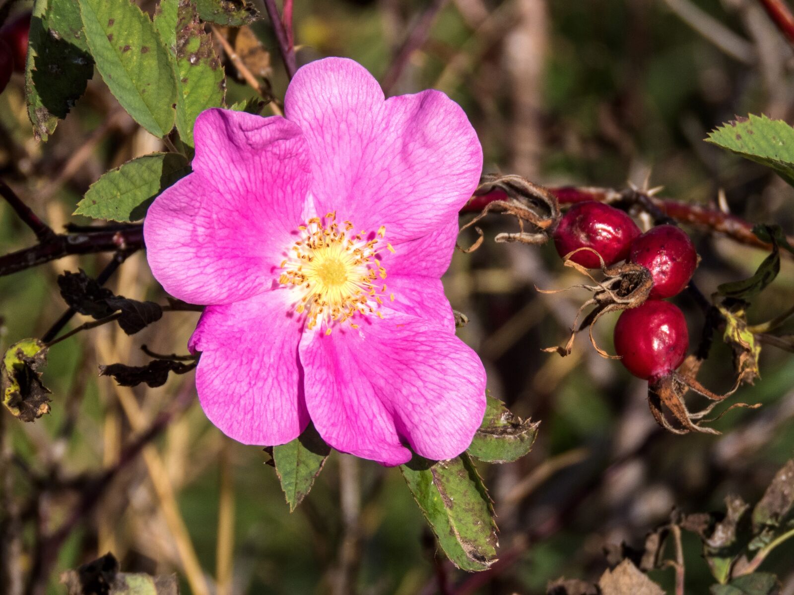 Canon PowerShot SX60 HS sample photo. Rose hip, flower, berry photography