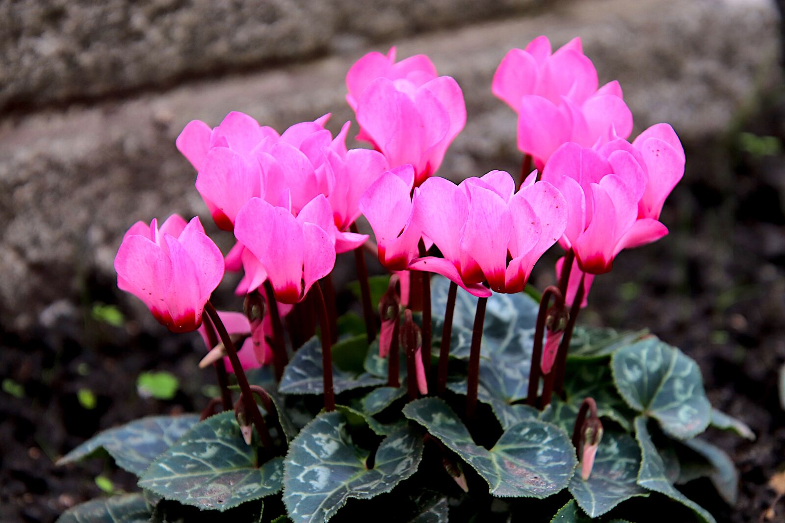 Canon EOS 800D (EOS Rebel T7i / EOS Kiss X9i) sample photo. Cyclamen, flowers, color pink photography