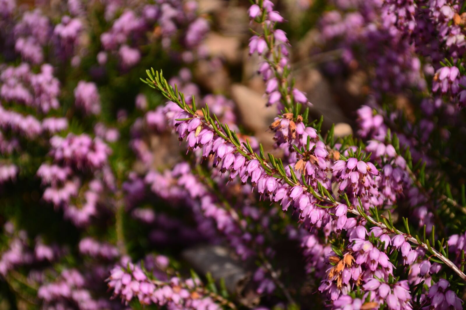 Nikon D3100 sample photo. Plants, flowers, nature photography