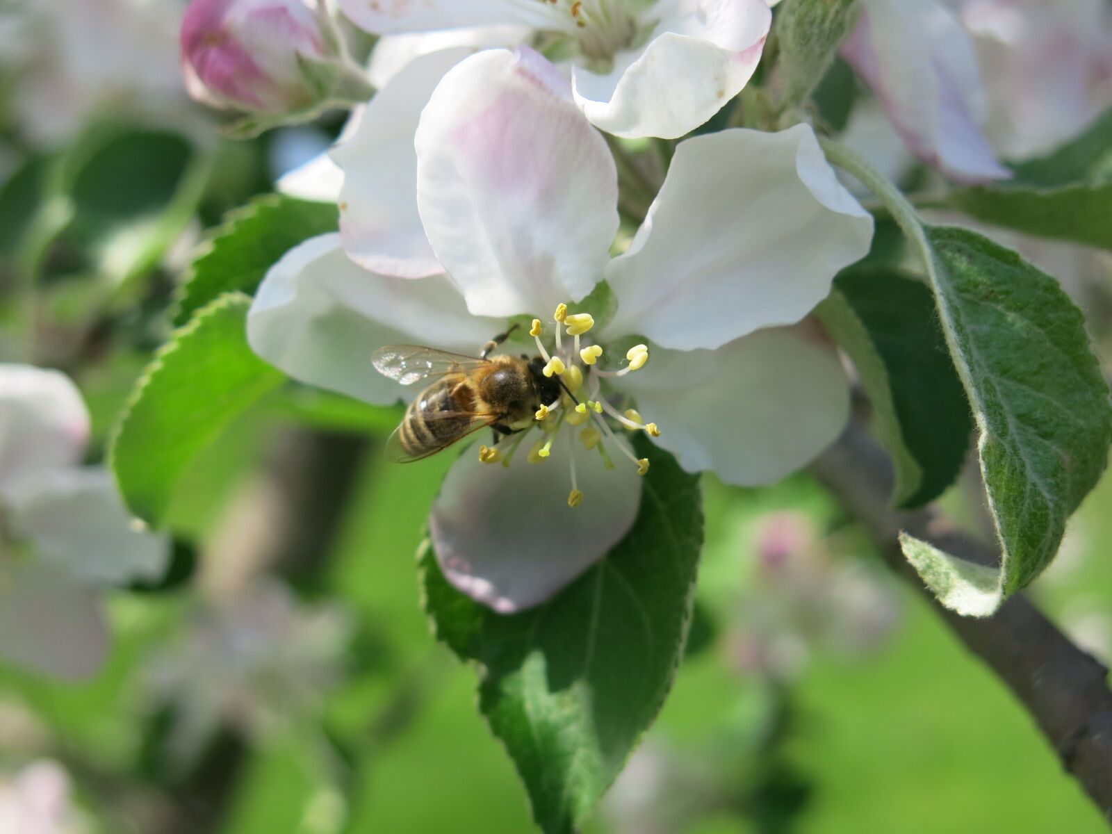 Canon PowerShot G15 sample photo. Bee, blossom, apple photography