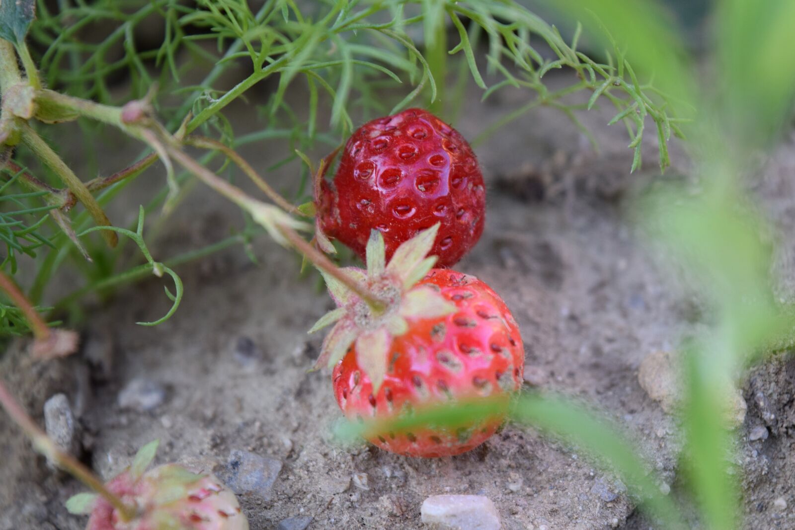 Nikon D3300 sample photo. Strawberry, red, nature photography