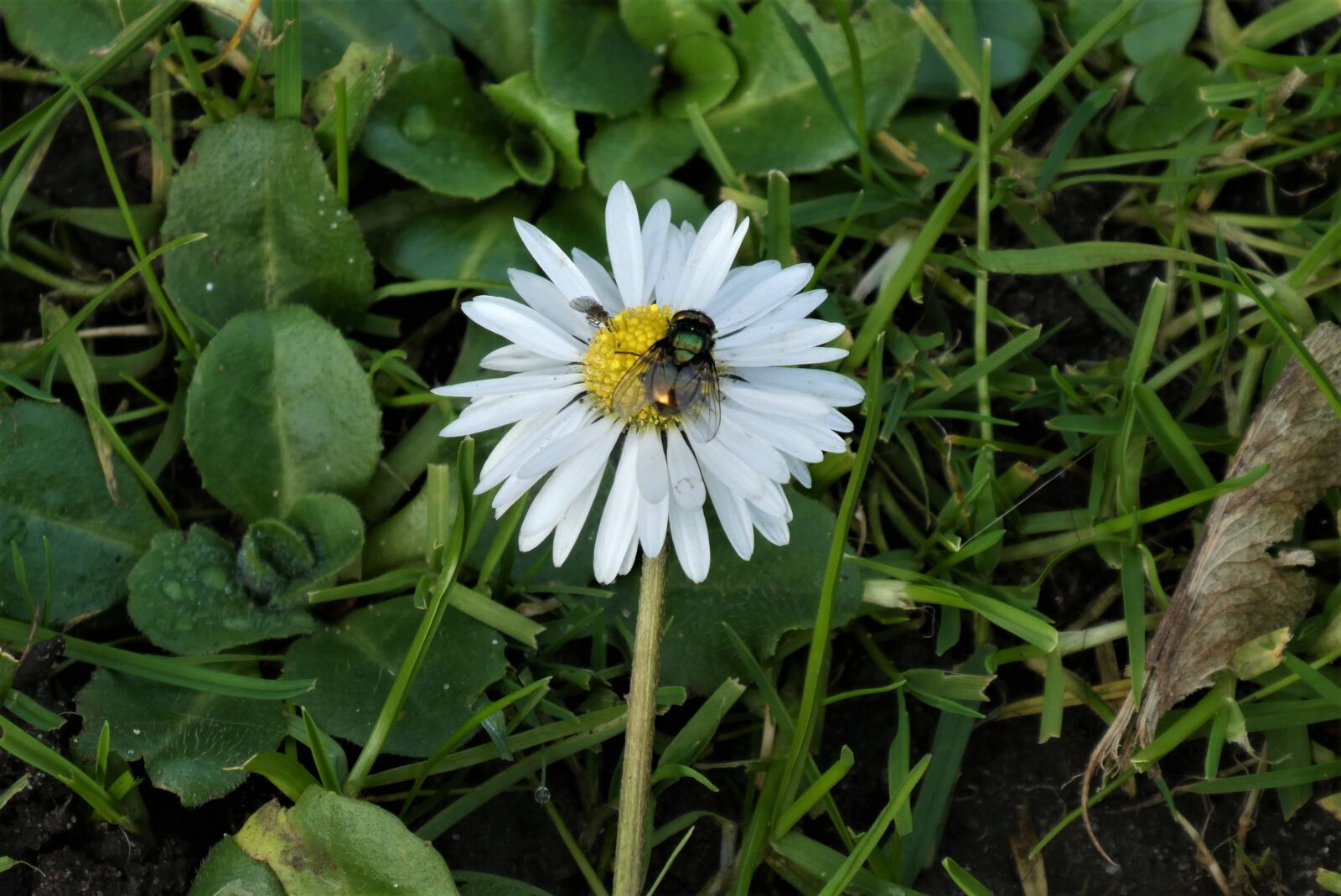 Panasonic Lumix DC-ZS70 (Lumix DC-TZ90) sample photo. Daisy, bug, flower photography