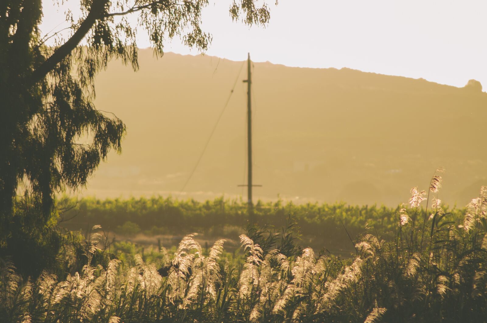 Nikon D7000 sample photo. Field, haze, landscape photography