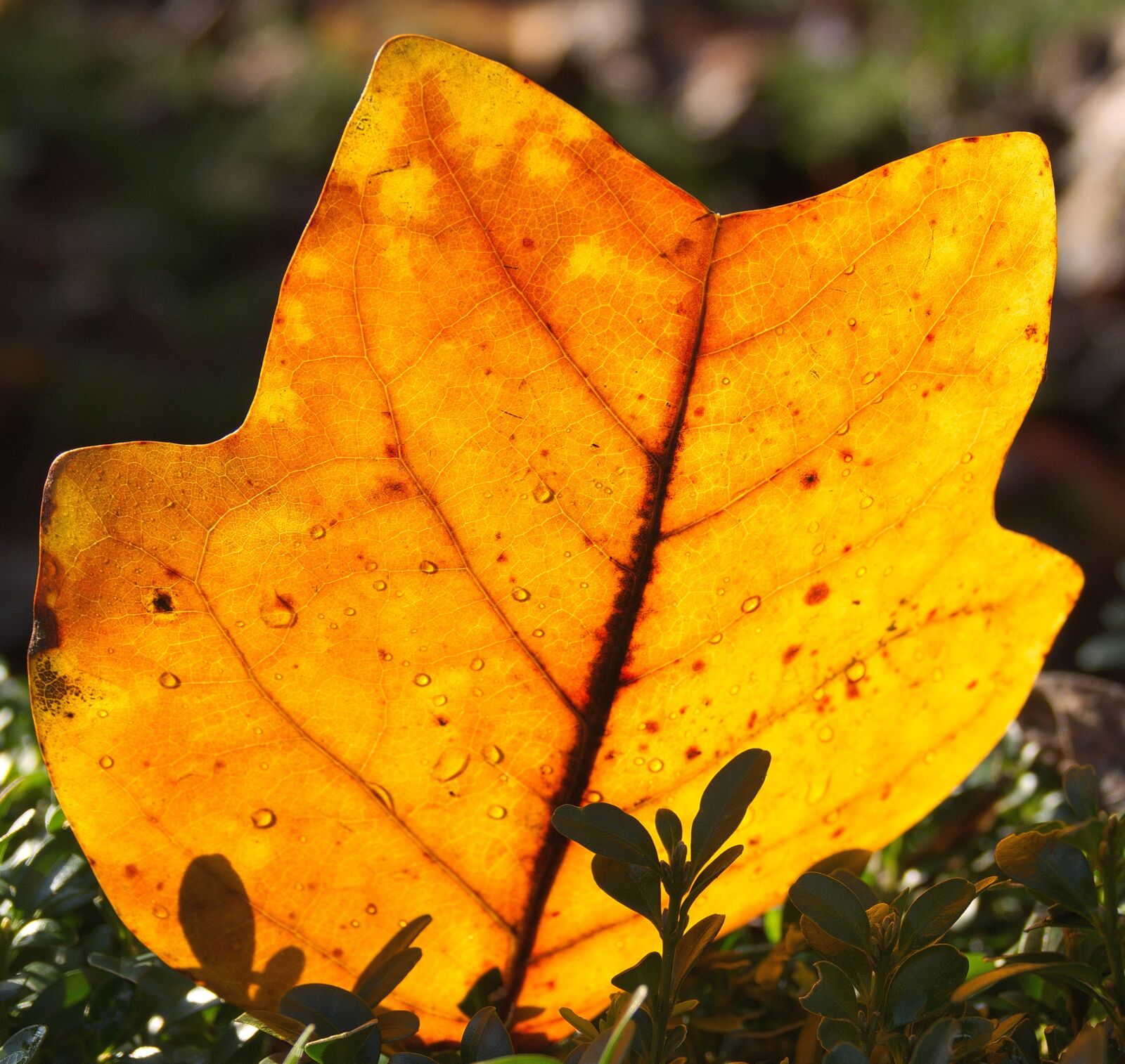 Panasonic Lumix DMC-FZ1000 sample photo. Leaf, autumn, maple photography
