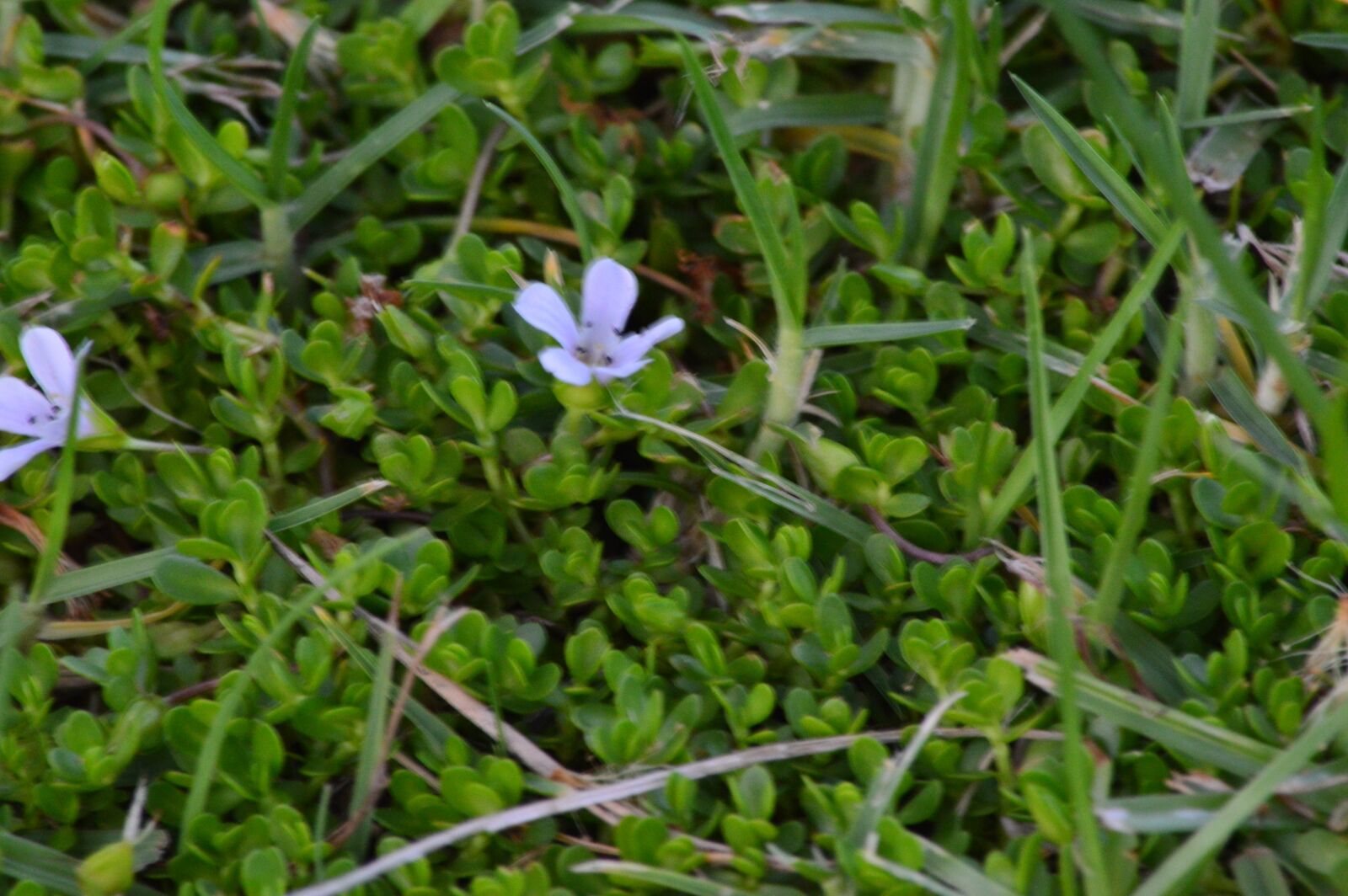 Nikon D3200 sample photo. Simplicity, flower, nature photography