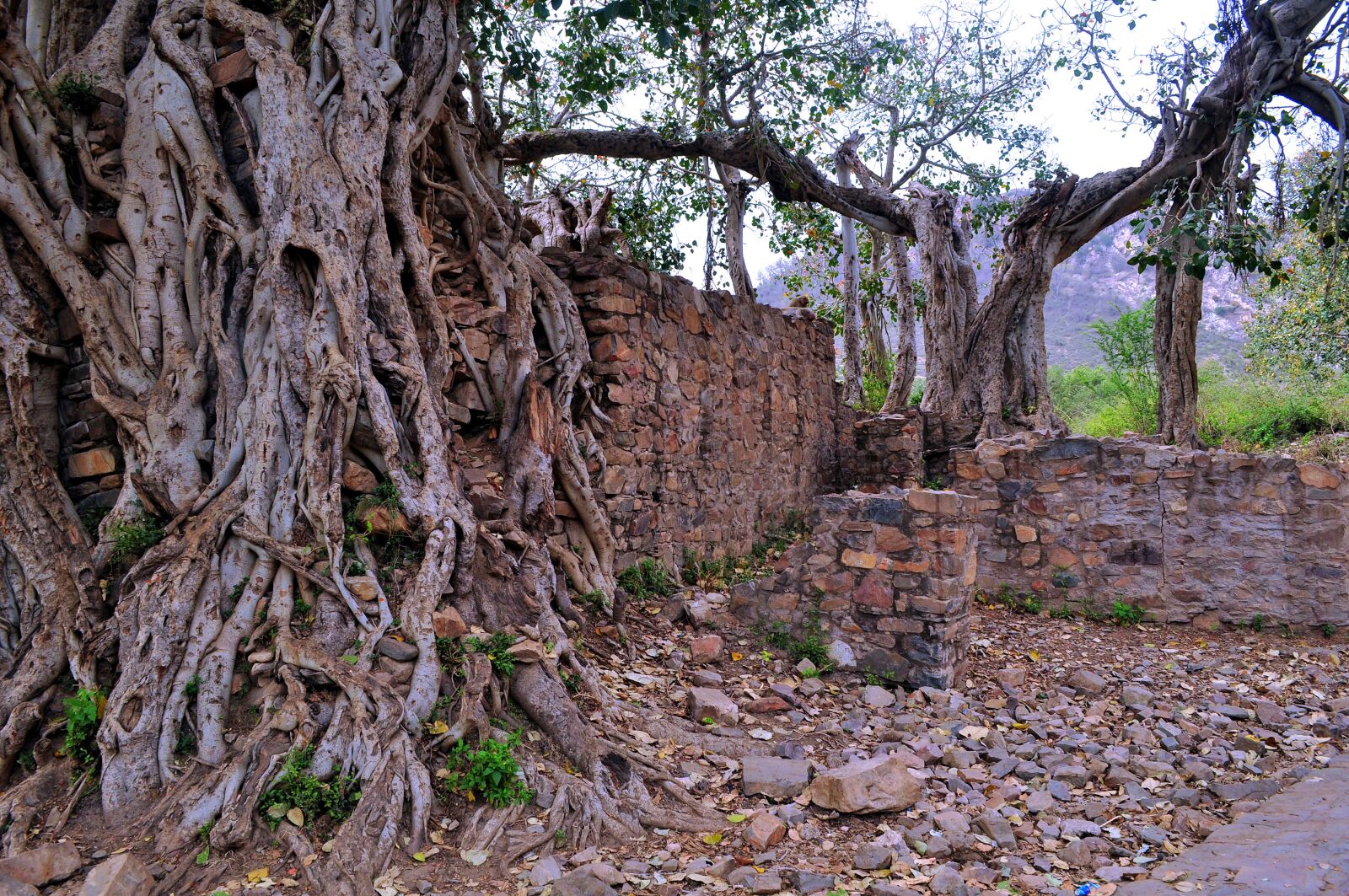 Nikon D5000 sample photo. Nature, tree, old photography
