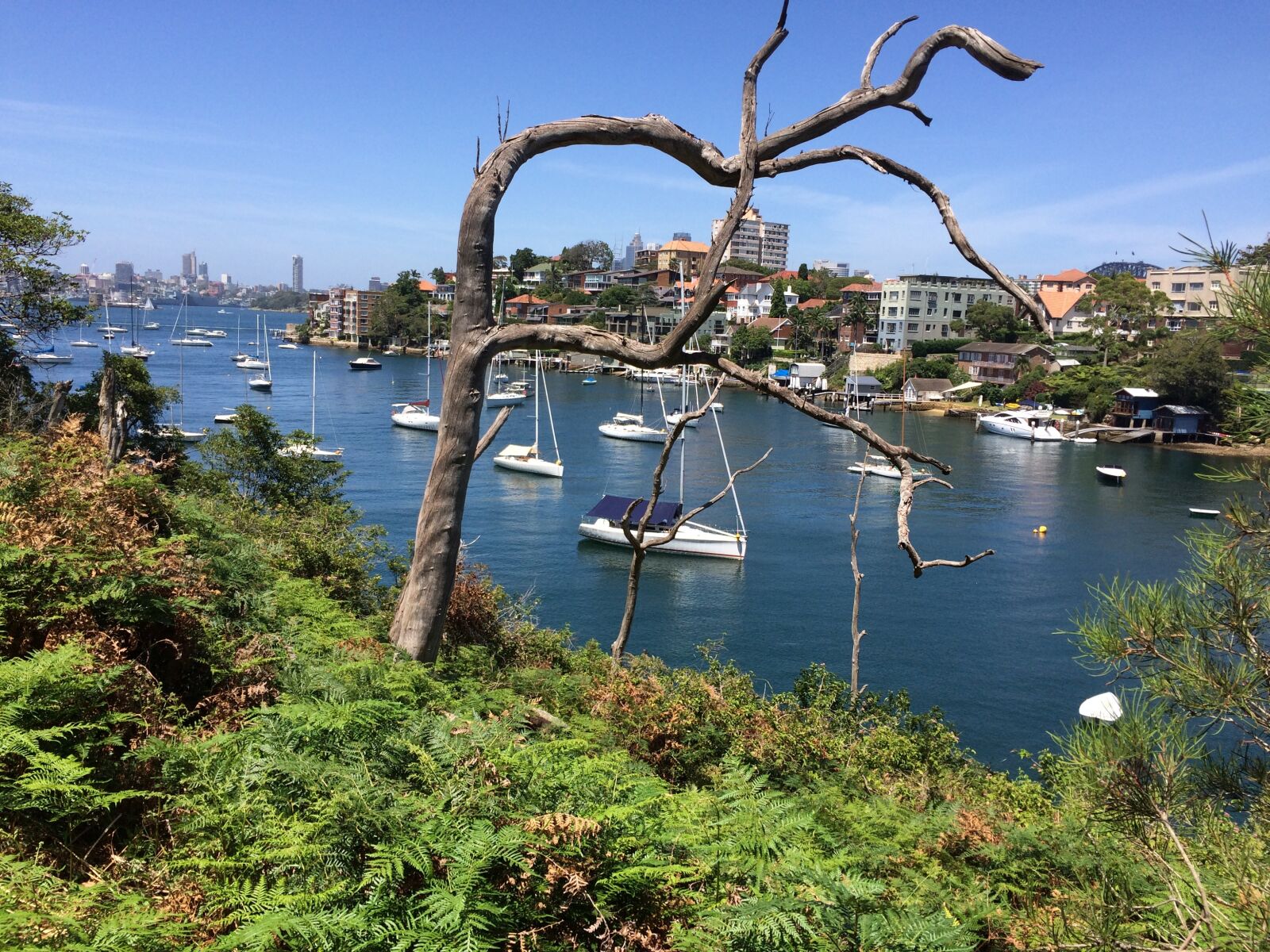 iPhone 5s back camera 4.15mm f/2.2 sample photo. Cremorne point, sydney, sydney photography