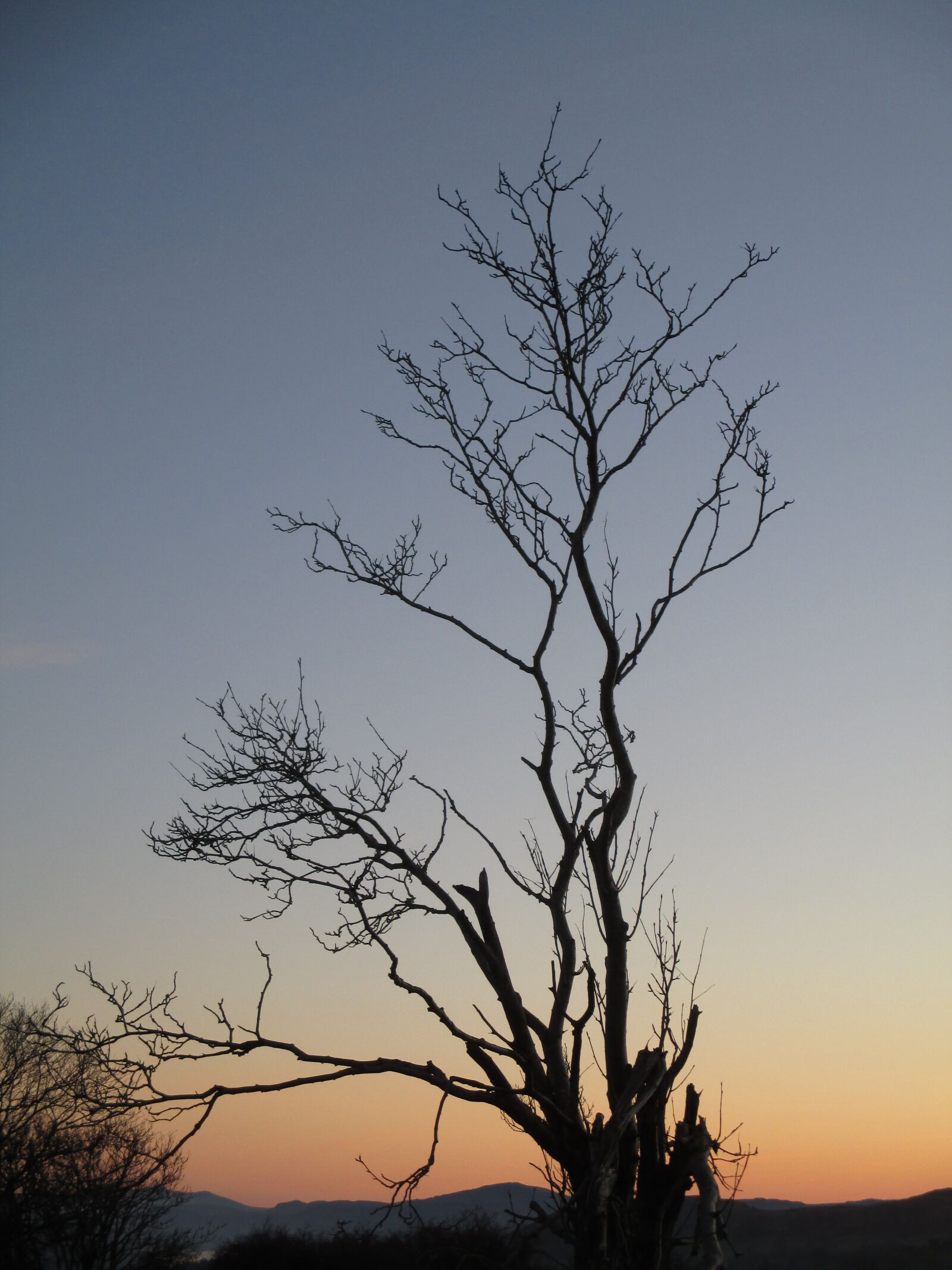 Canon PowerShot ELPH 140 IS (IXUS 150 / IXY 130) sample photo. Tree, sunset, landscape photography