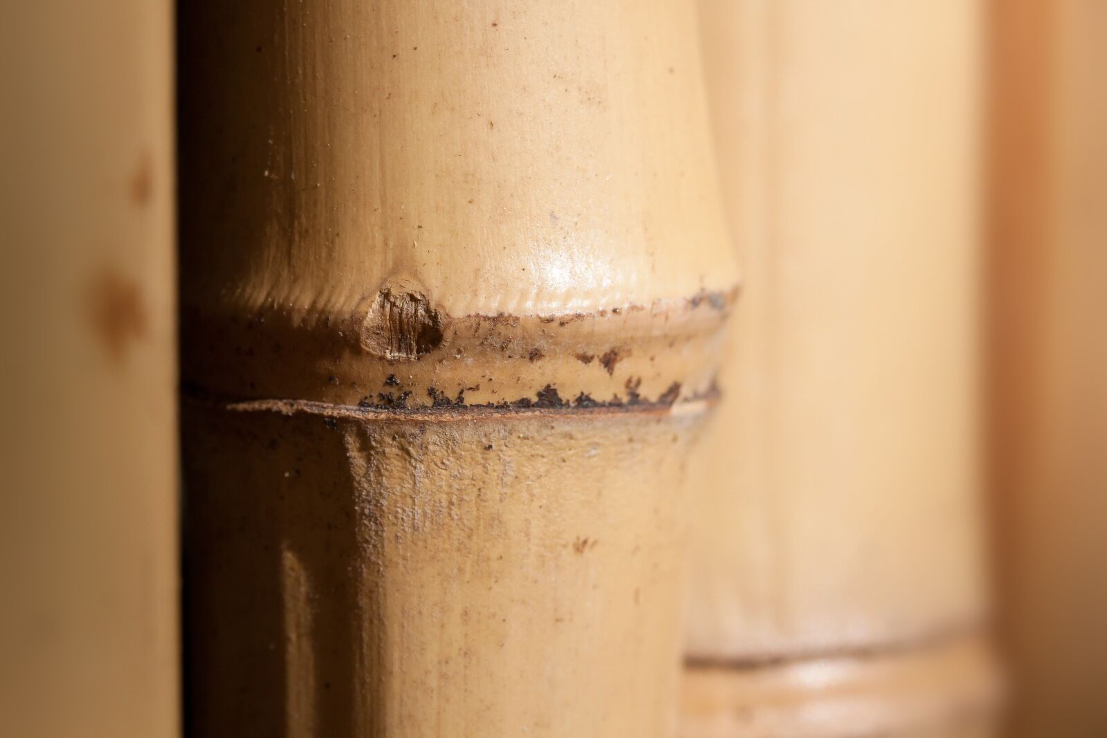 Canon EOS 50D sample photo. Bamboo, giant bamboo, bamboo photography