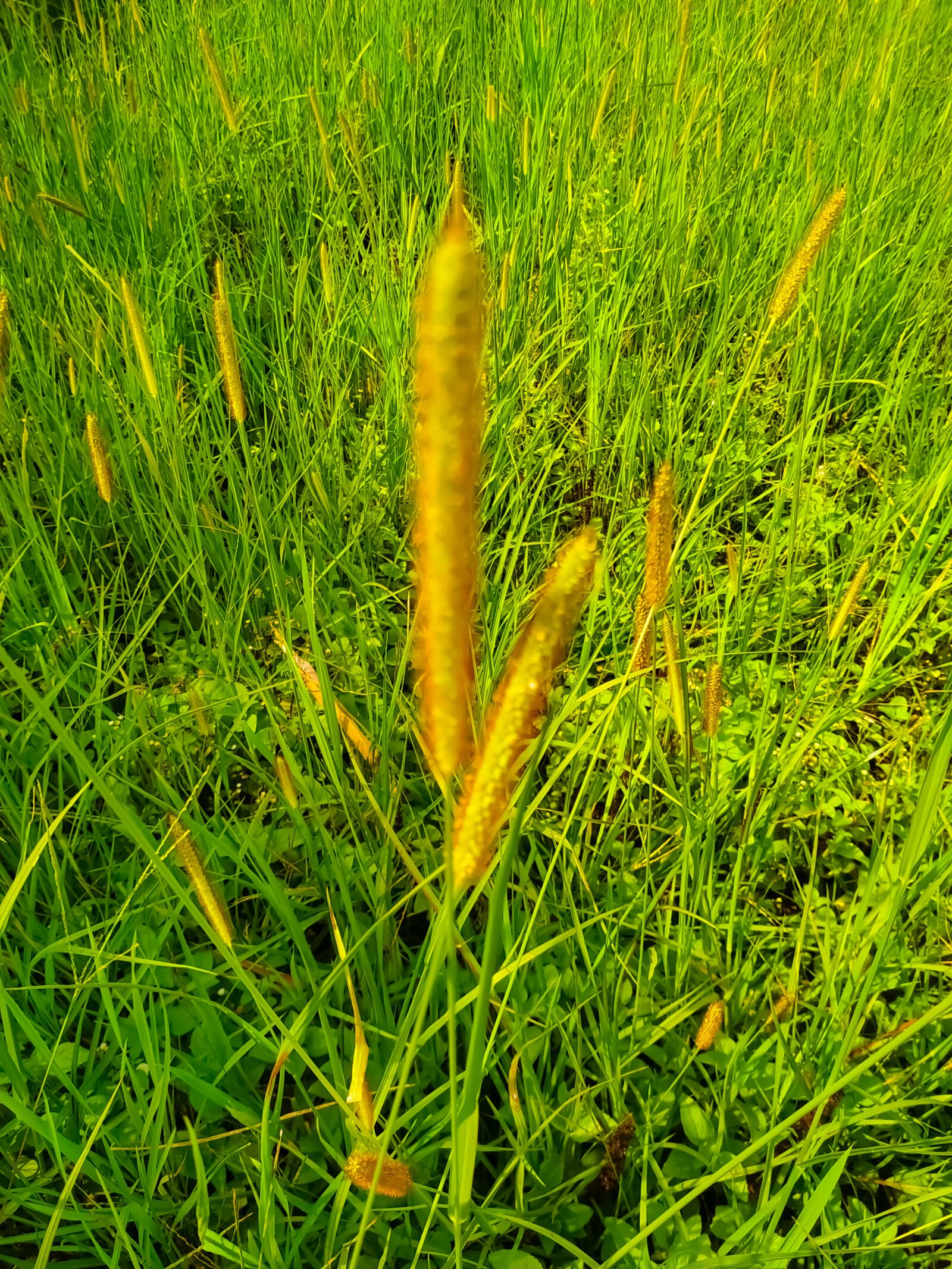 Xiaomi Redmi Note 6 Pro sample photo. Grass, closeup, natural photography