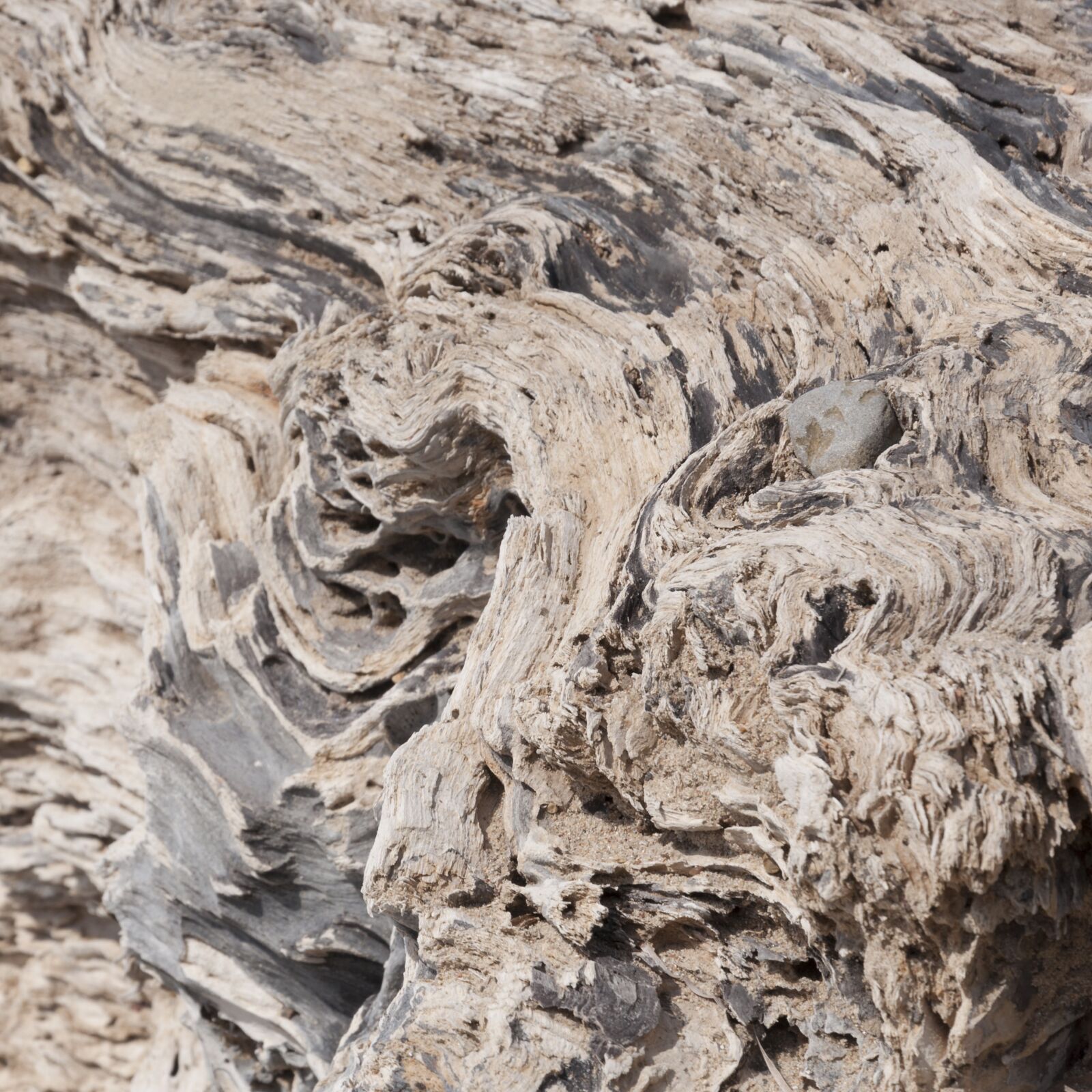 Nikon D90 sample photo. Invoice, tree, dried photography