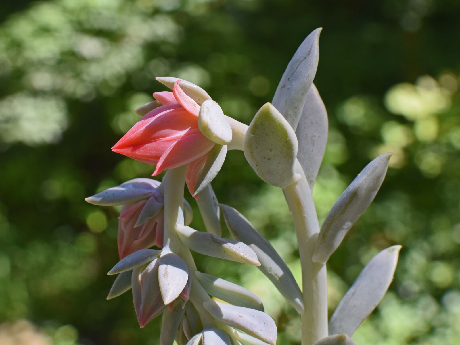 Nikon D3300 sample photo. Echeveria flower buds, succulent photography