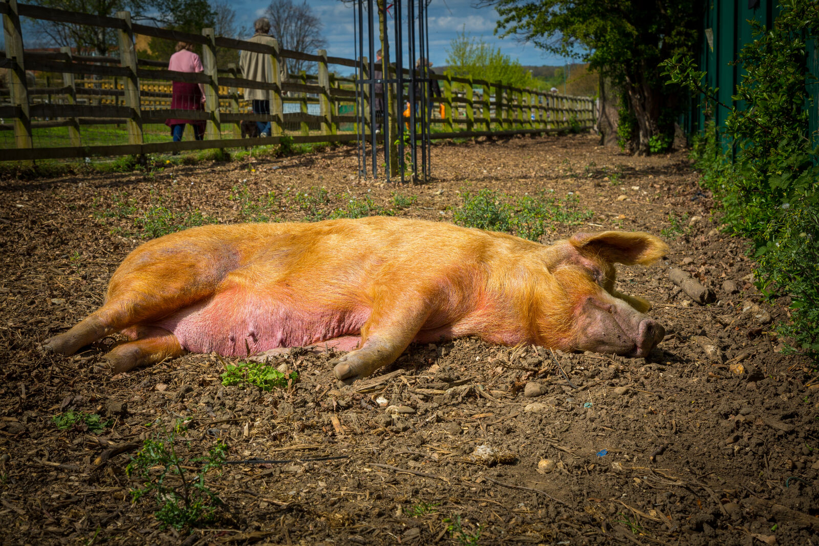 Canon EOS 5D Mark III sample photo. Lazy, pig photography