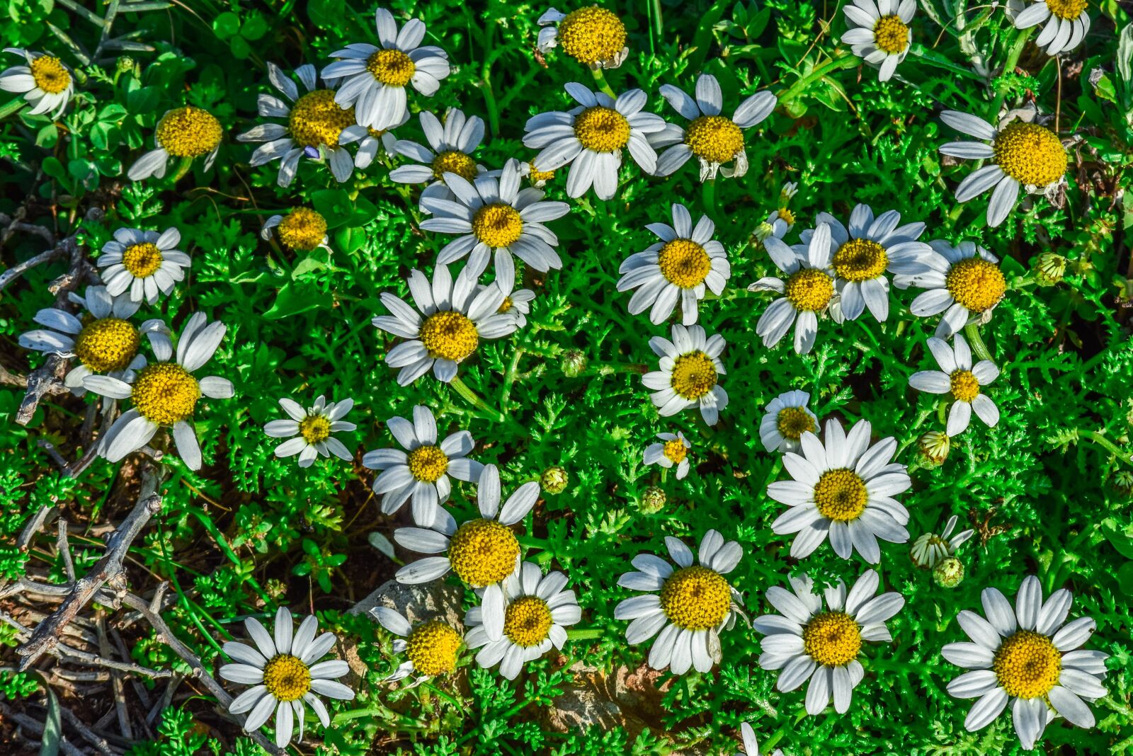 Nikon D3300 sample photo. Chamomile, flower, spring photography