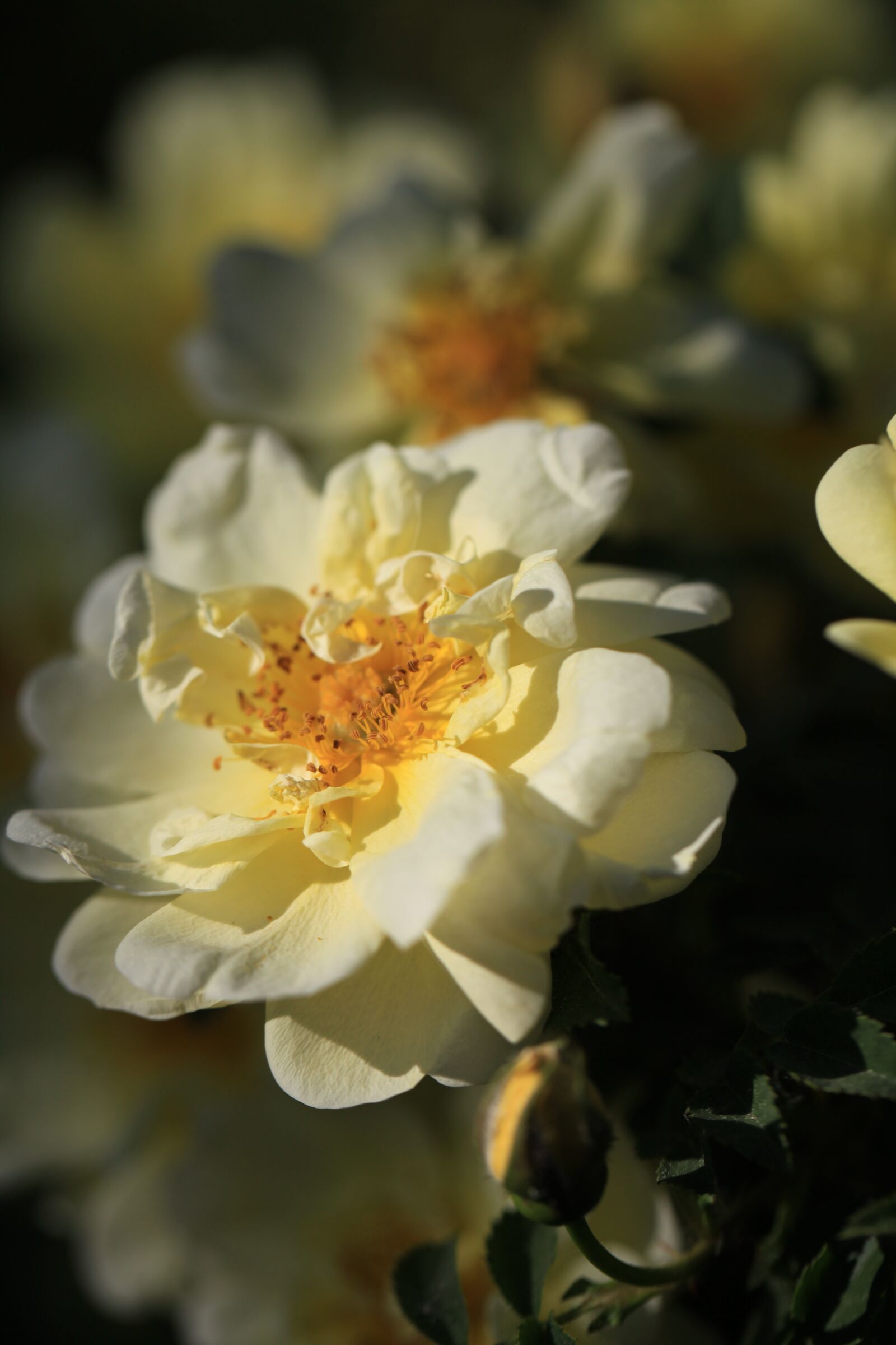Canon EOS 5D Mark II sample photo. Rose, garden, flower photography