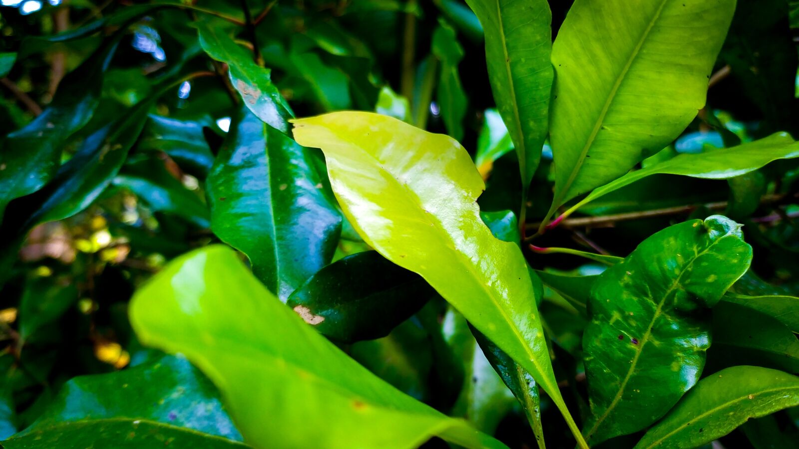 Xiaomi Redmi Note 8 sample photo. Leaf clove, green, yellow photography