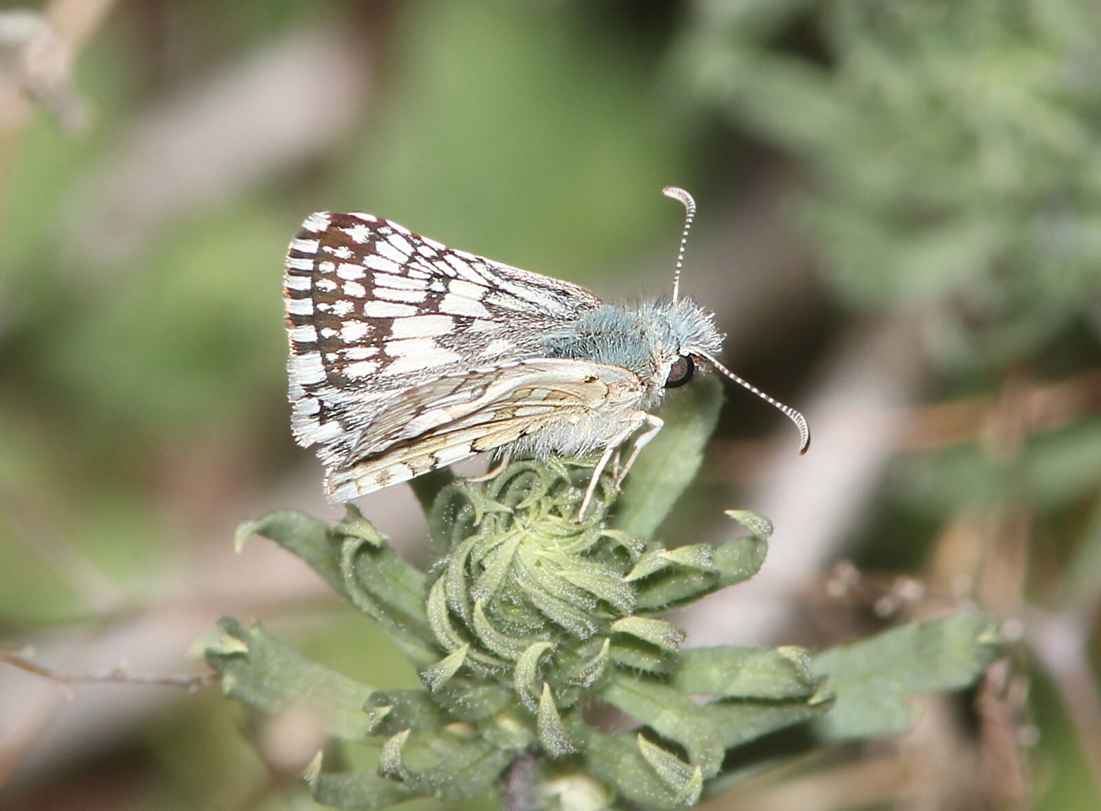 Canon EF 300mm F4L IS USM sample photo
