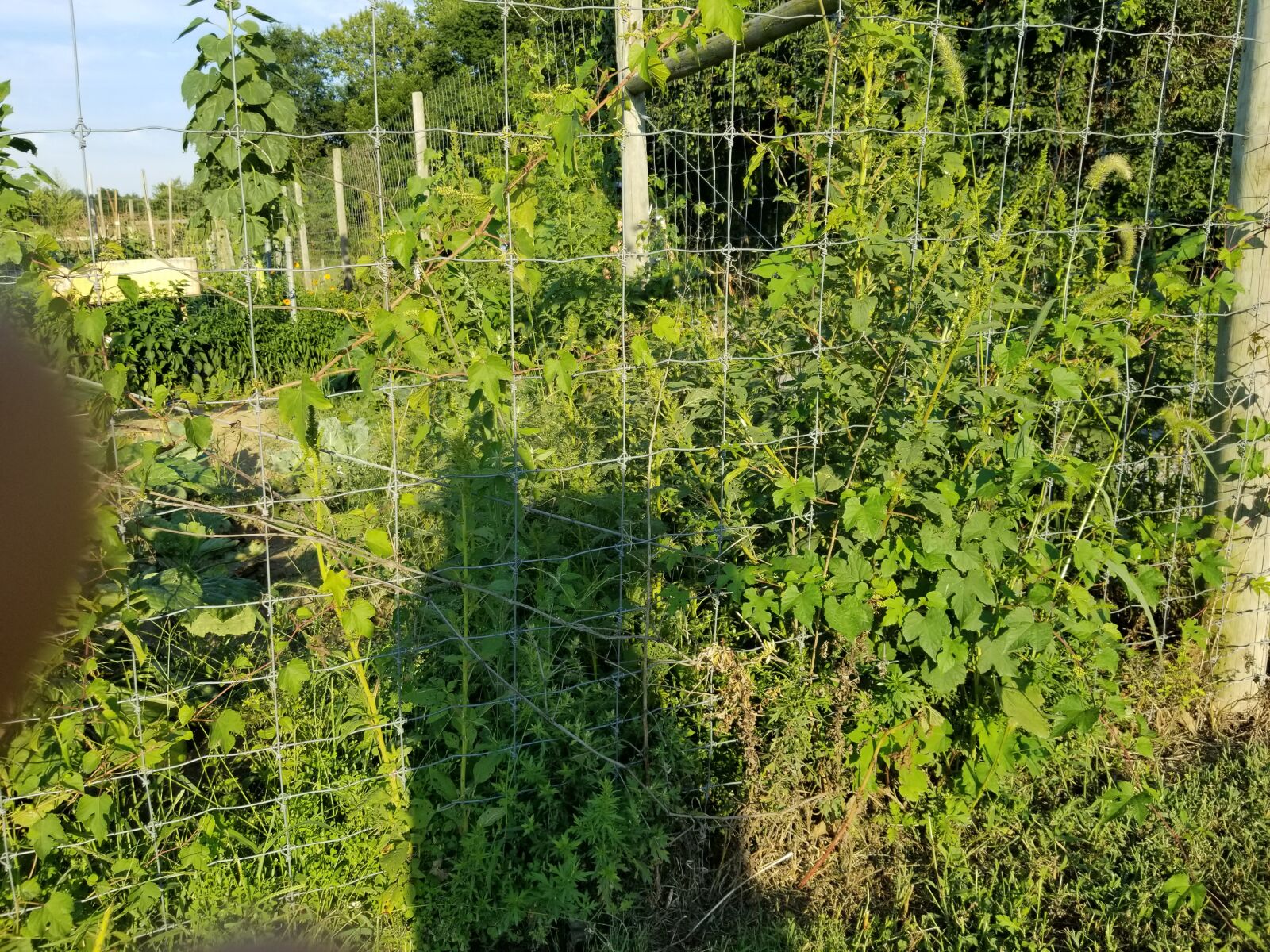 Samsung Galaxy S8+ sample photo. Garden, fence, vegetables photography