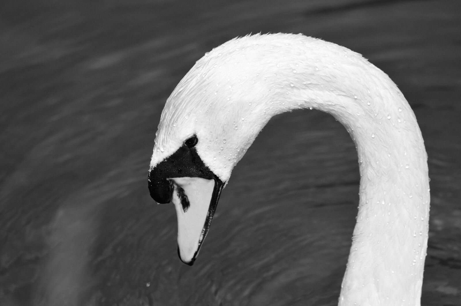 Nikon D3200 sample photo. Swan, swan head, water photography
