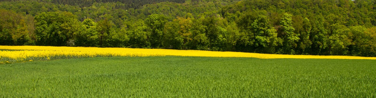 Canon EOS 7D sample photo. Oilseed rape, field, yellow photography