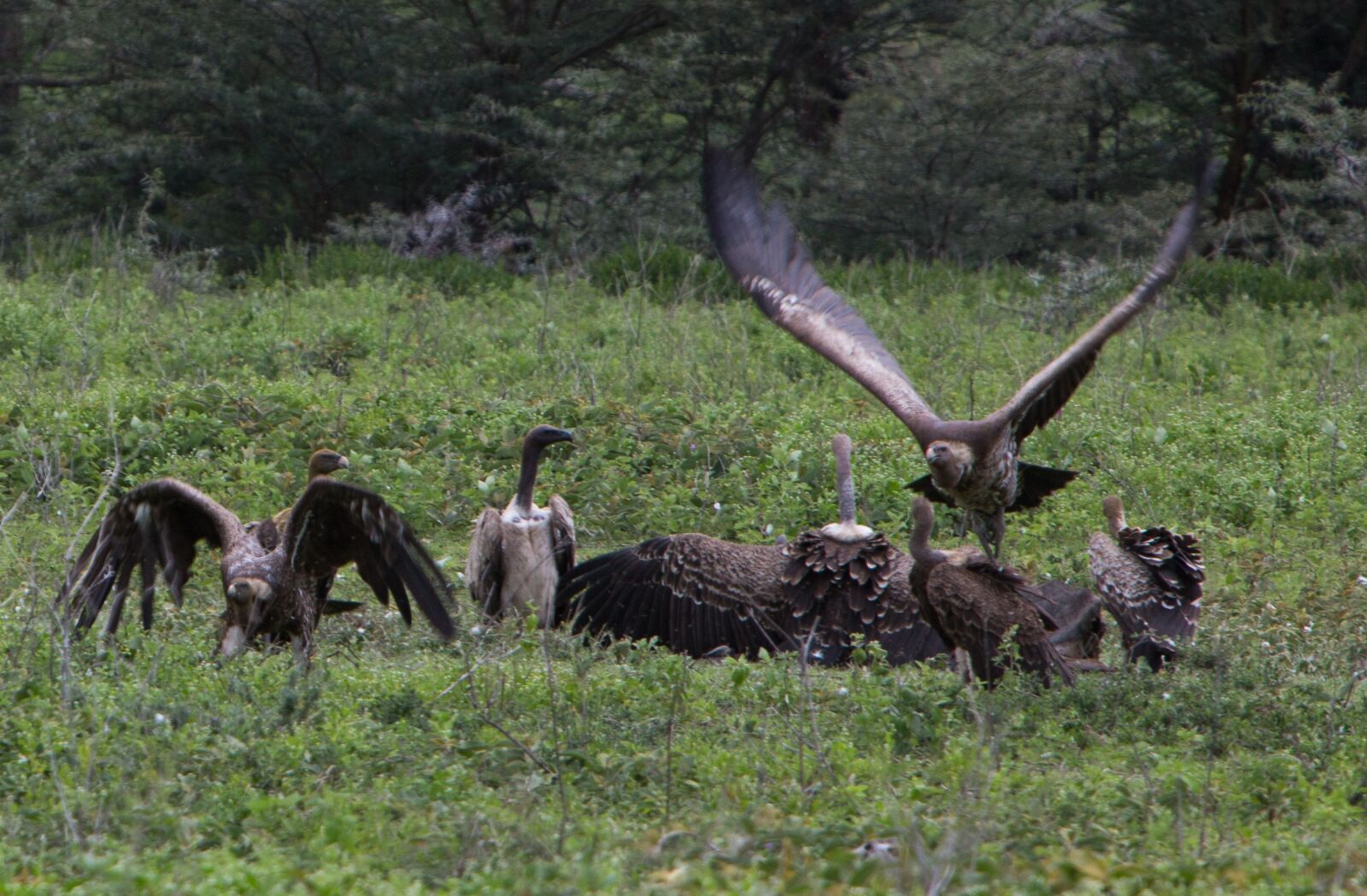 Canon EF 70-200mm F2.8L IS USM sample photo. Vulture, kill, nature photography