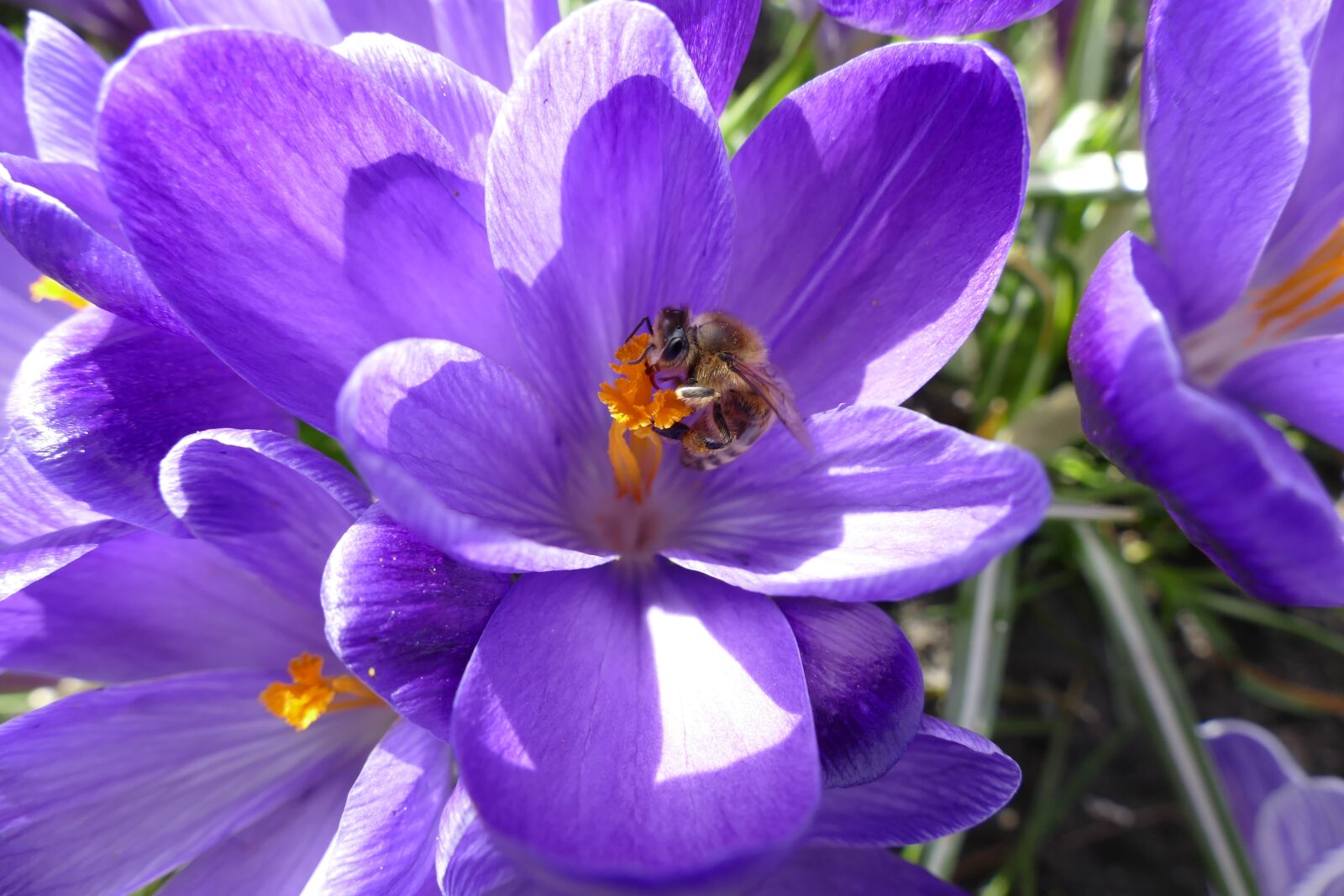 Panasonic Lumix DMC-FZ1000 sample photo. Crocus, bee, spring photography