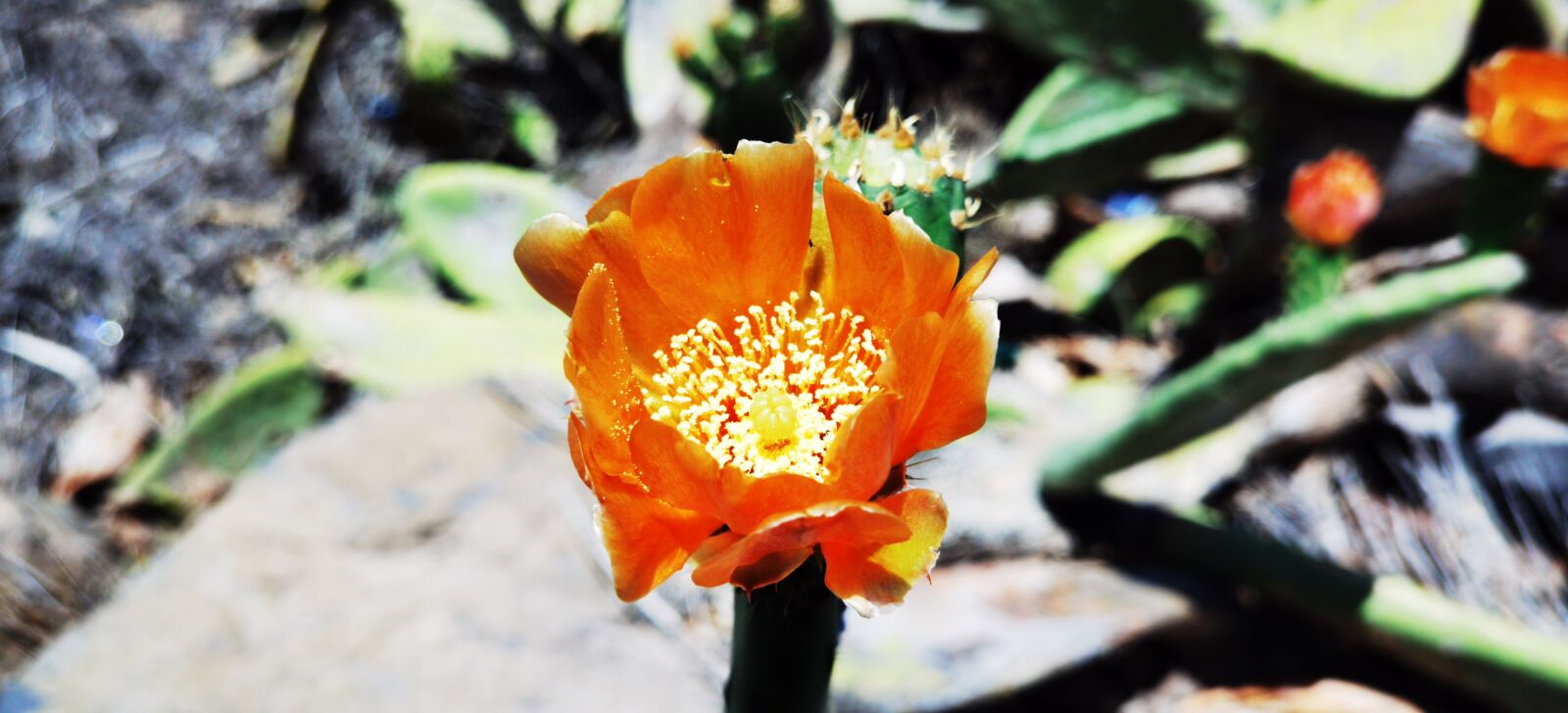 HUAWEI ELS-NX9 sample photo. Flower, cactus, tenerife photography