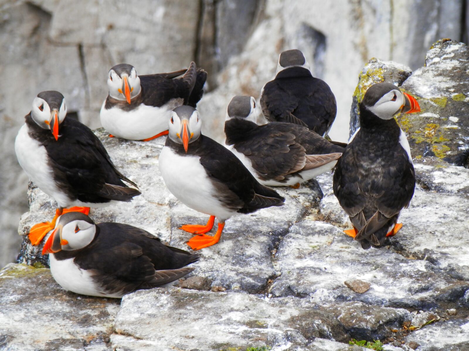 Olympus SZ-14 sample photo. Puffins, seabird, nature photography