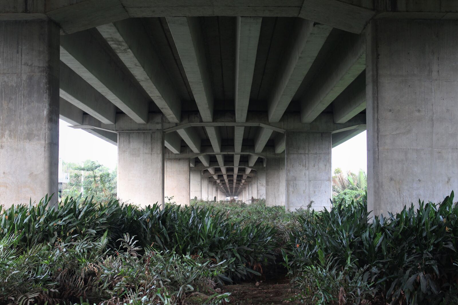 Canon EOS 700D (EOS Rebel T5i / EOS Kiss X7i) sample photo. Plant, highway, road photography