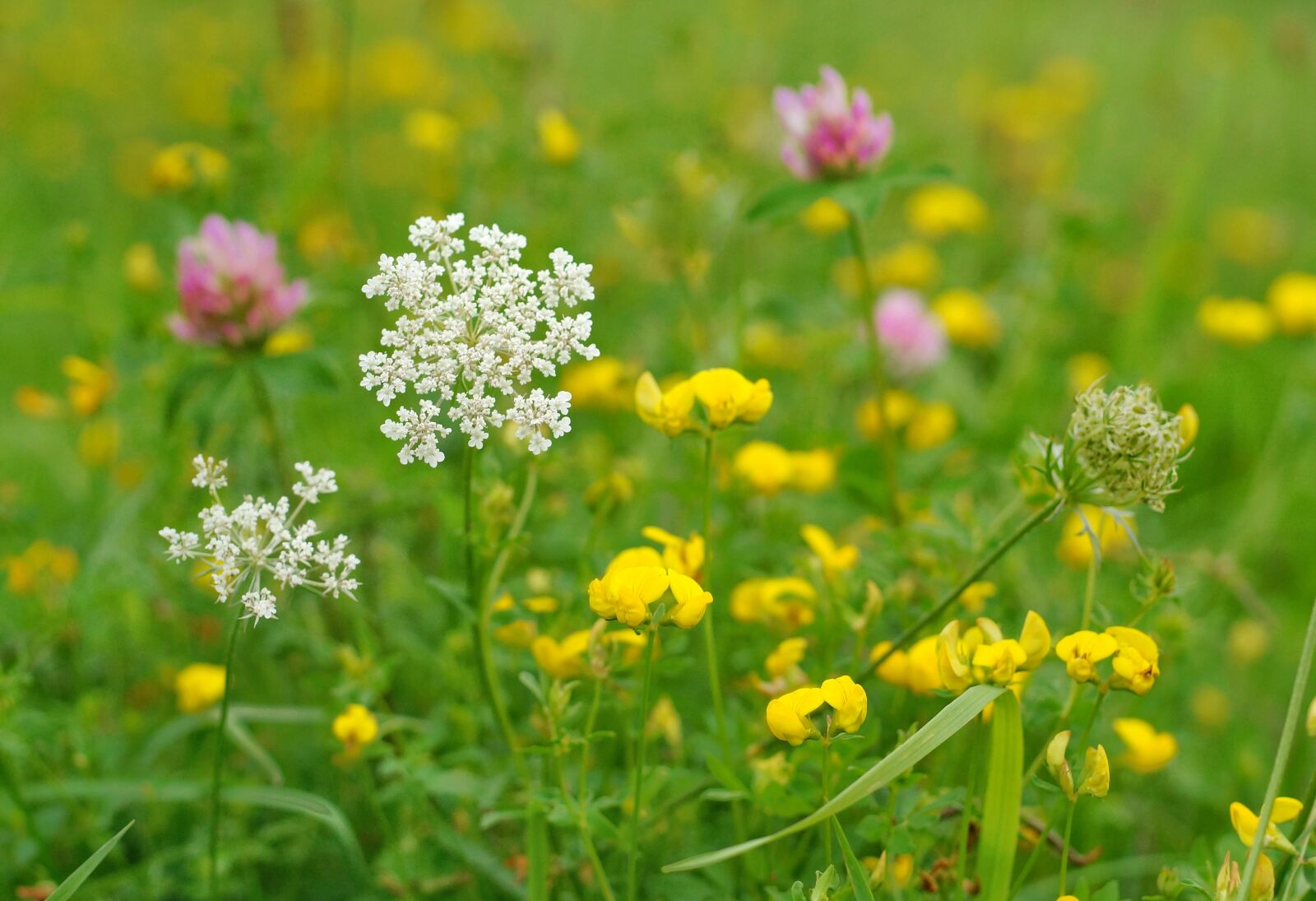 Sony SLT-A58 + MACRO 50mm F2.8 sample photo. Wild flowers, meadow, bloom photography