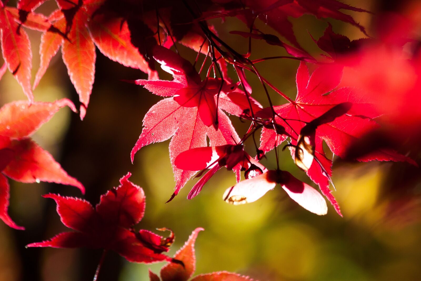Canon EOS 50D sample photo. Maple, autumn, leaf photography