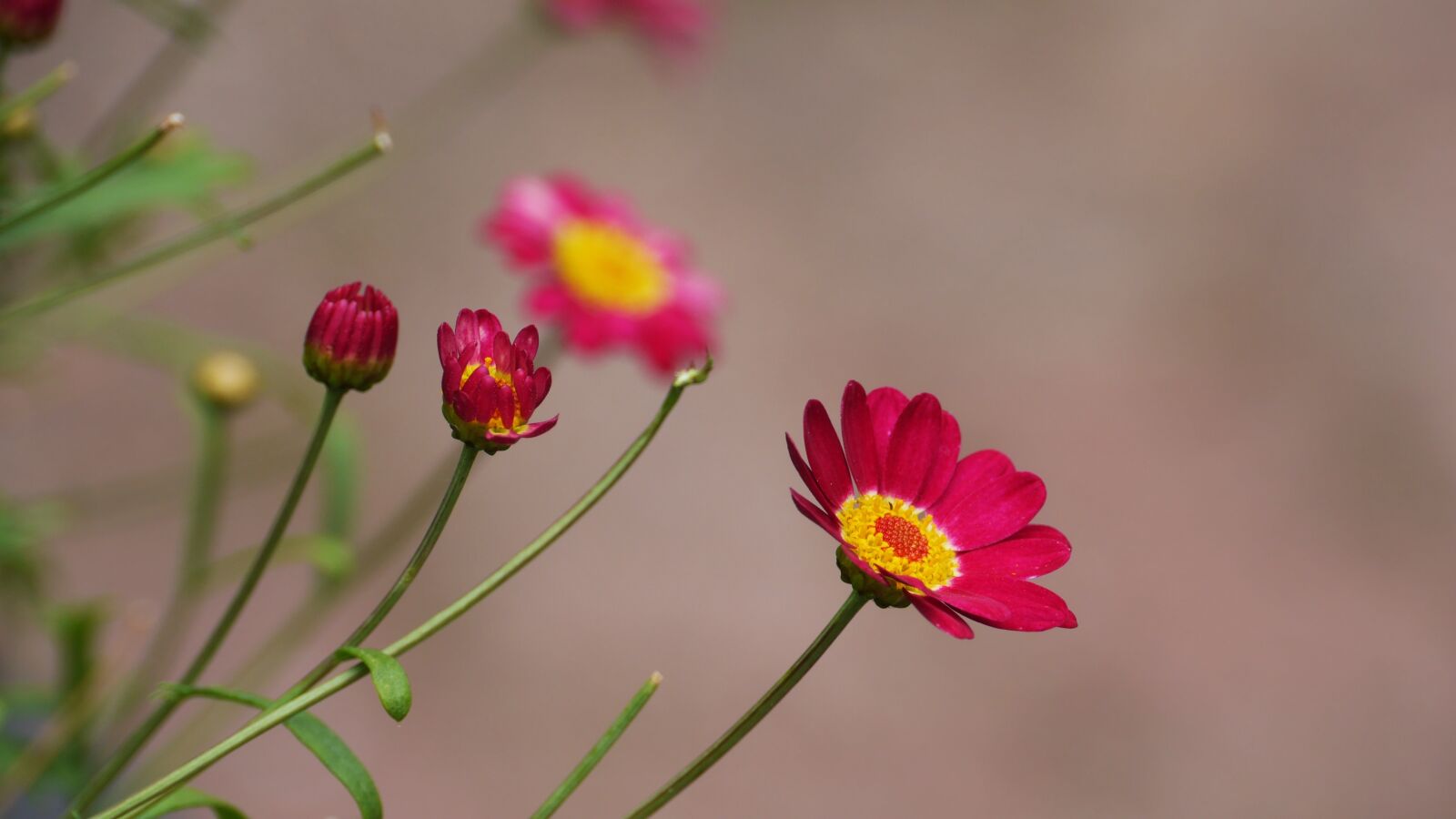 Panasonic Lumix DMC-GH3 sample photo. Flowers, pink, korea photography