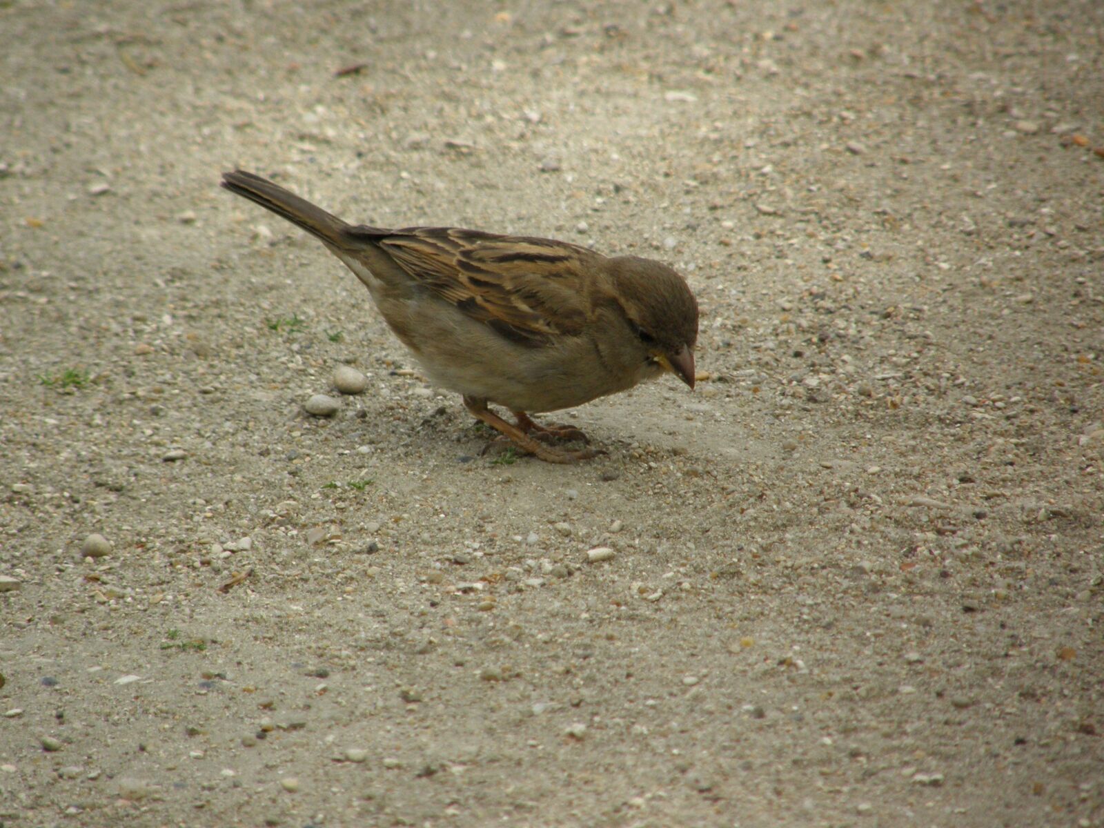 Olympus SP550UZ sample photo. Bird, avian, nature photography