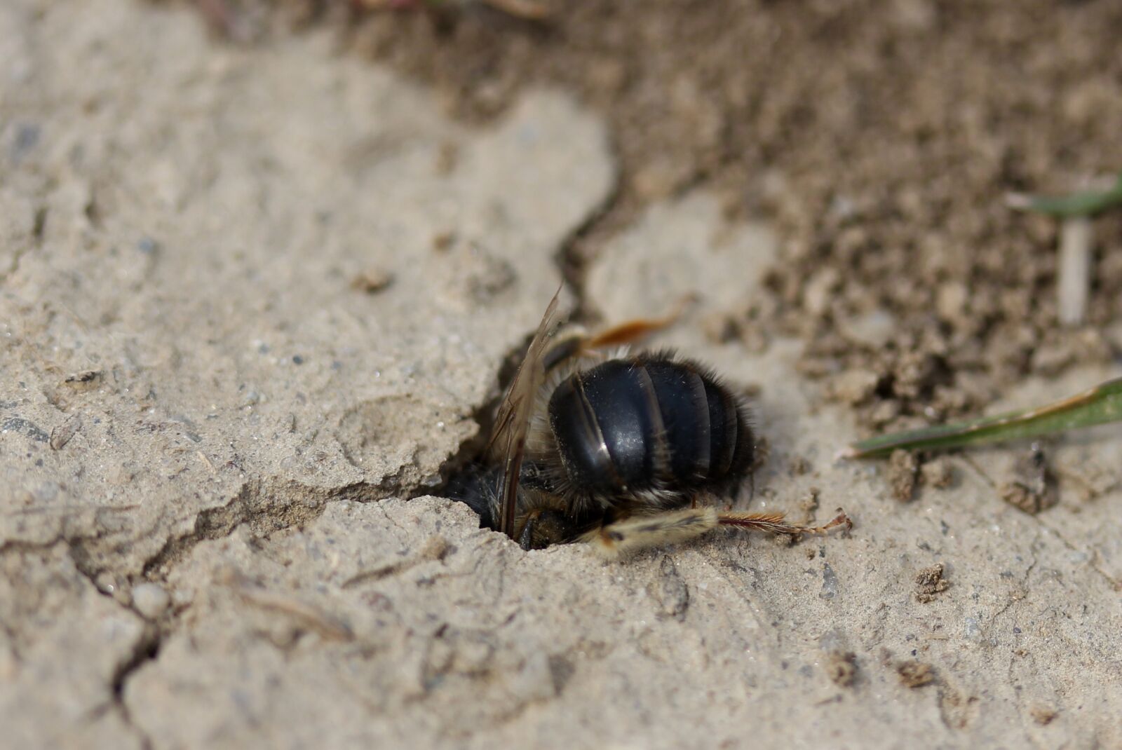 Canon EF-S 60mm F2.8 Macro USM sample photo. Bee, wild, den photography