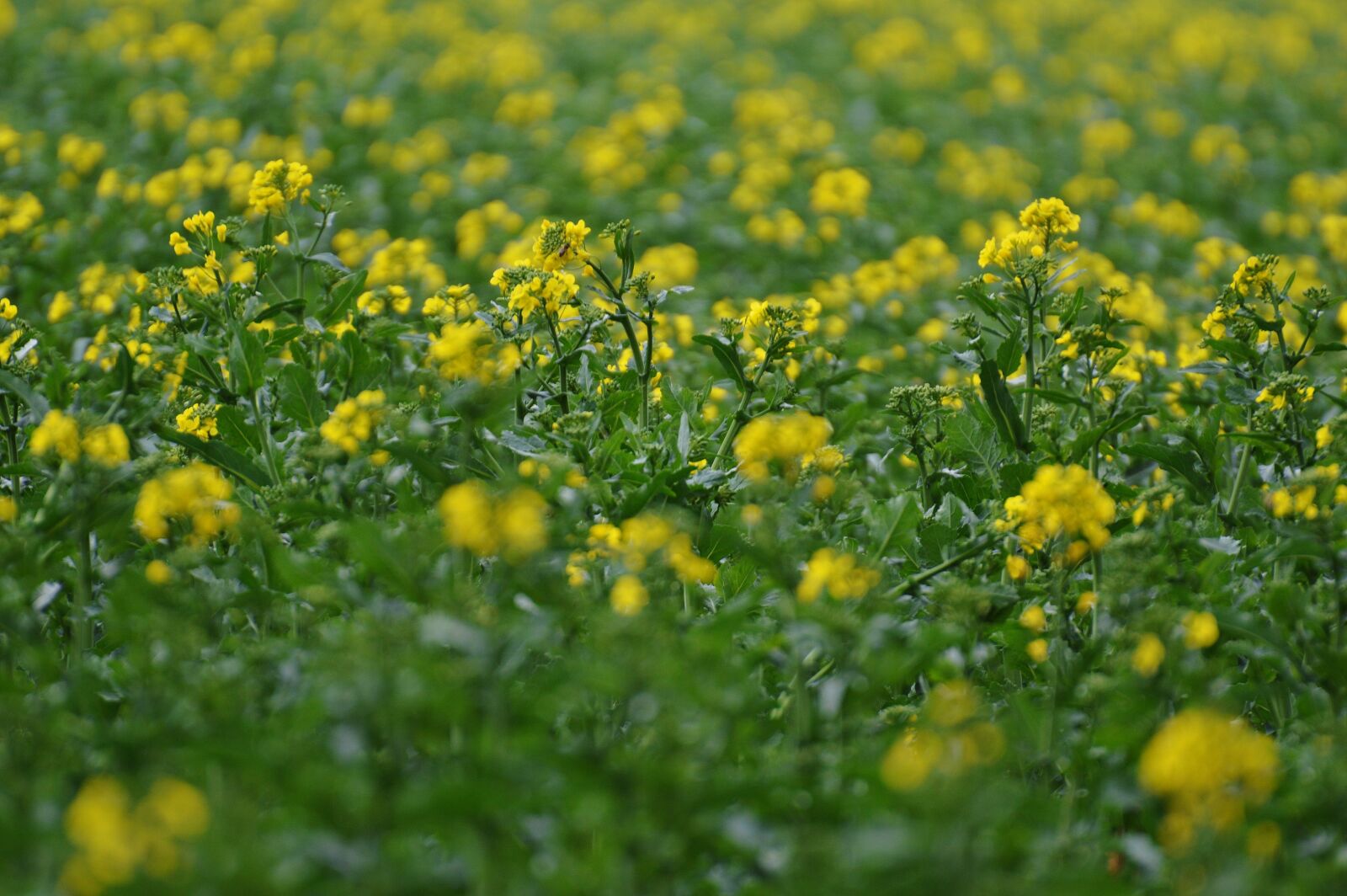 Nikon D3200 sample photo. Oilseed rape, field of photography