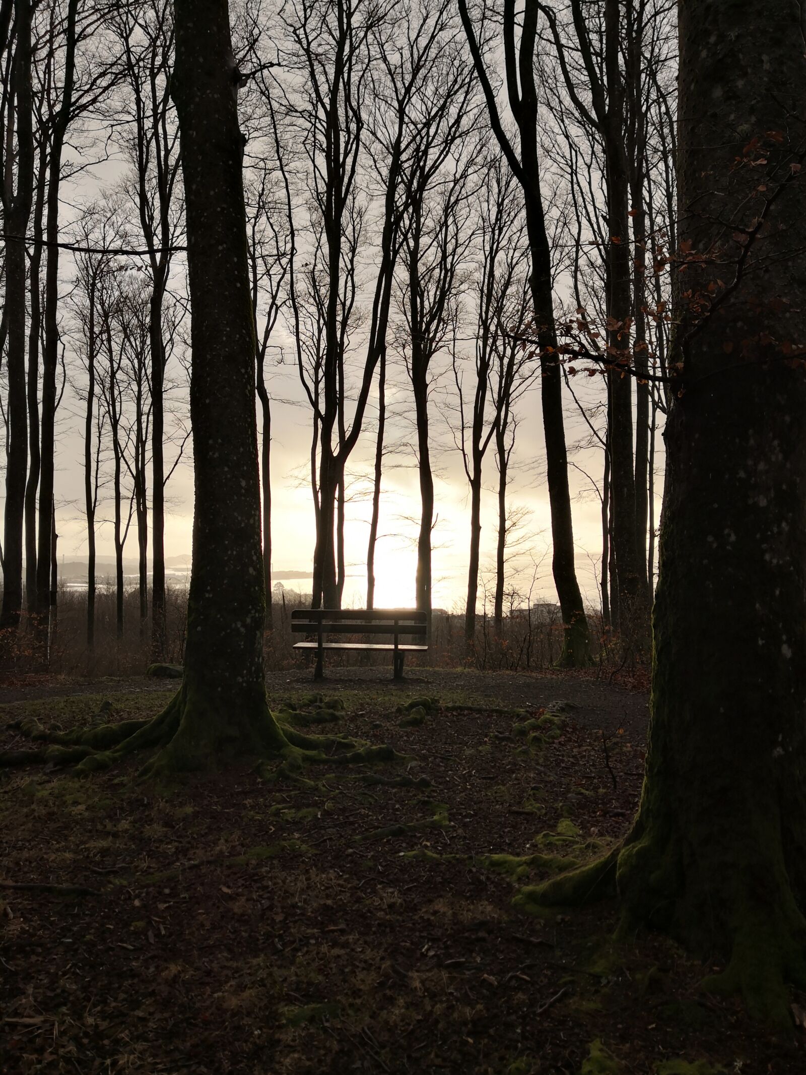 HUAWEI Mate 10 Pro sample photo. Trees, sunset, larvik photography
