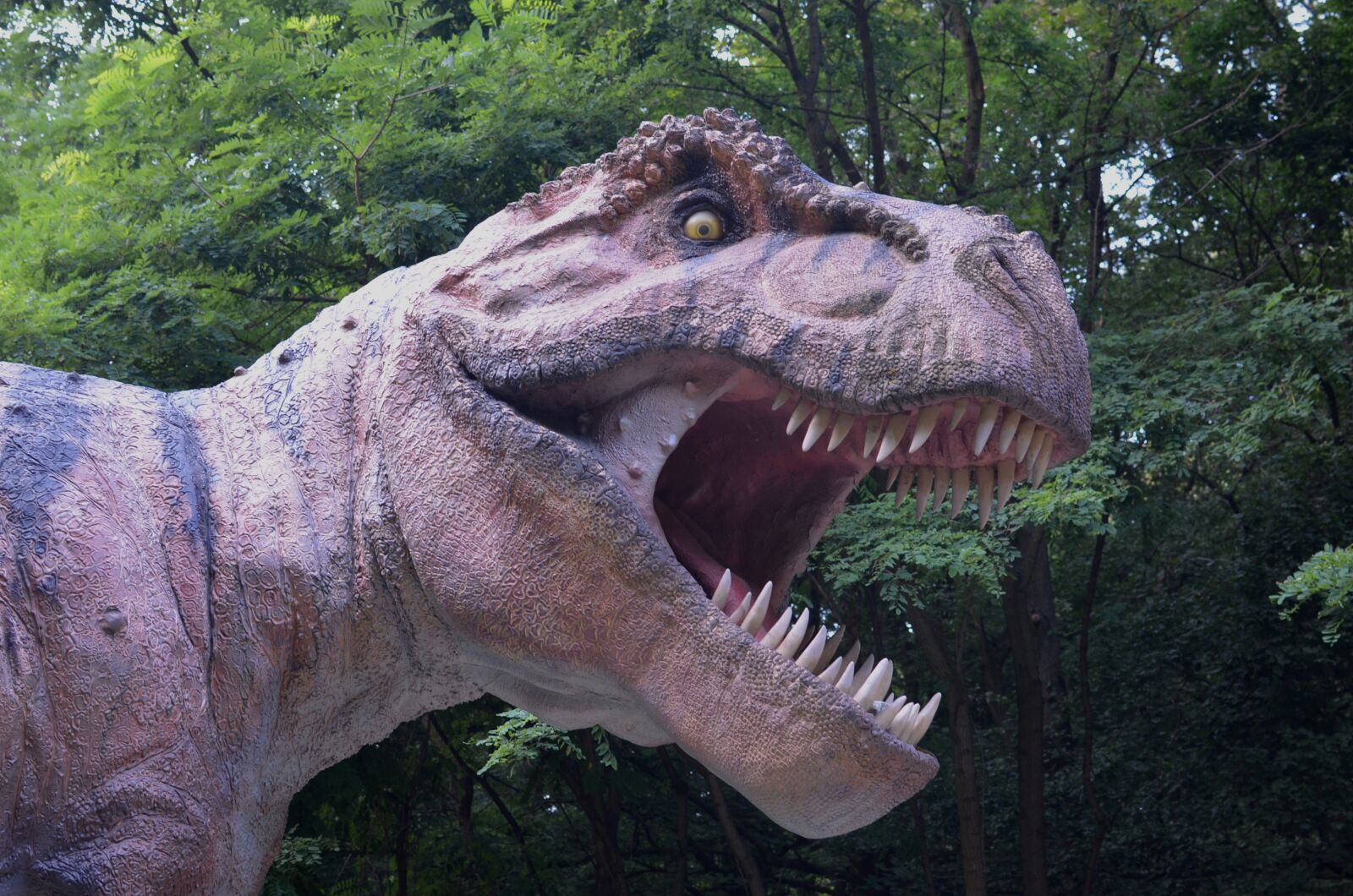 Nikon D5100 sample photo. Dinosaur, tyrannosaurus rex, rex photography