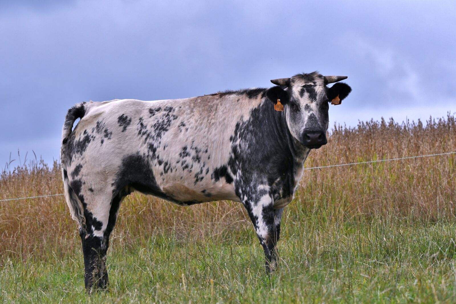 Nikon D500 sample photo. Cow, belgian blue, herkauwer photography
