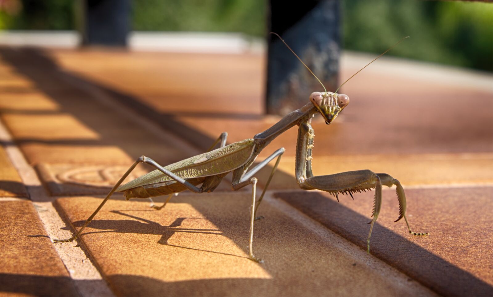 Fujifilm X-A2 sample photo. Prying mantis, mantis, insect photography
