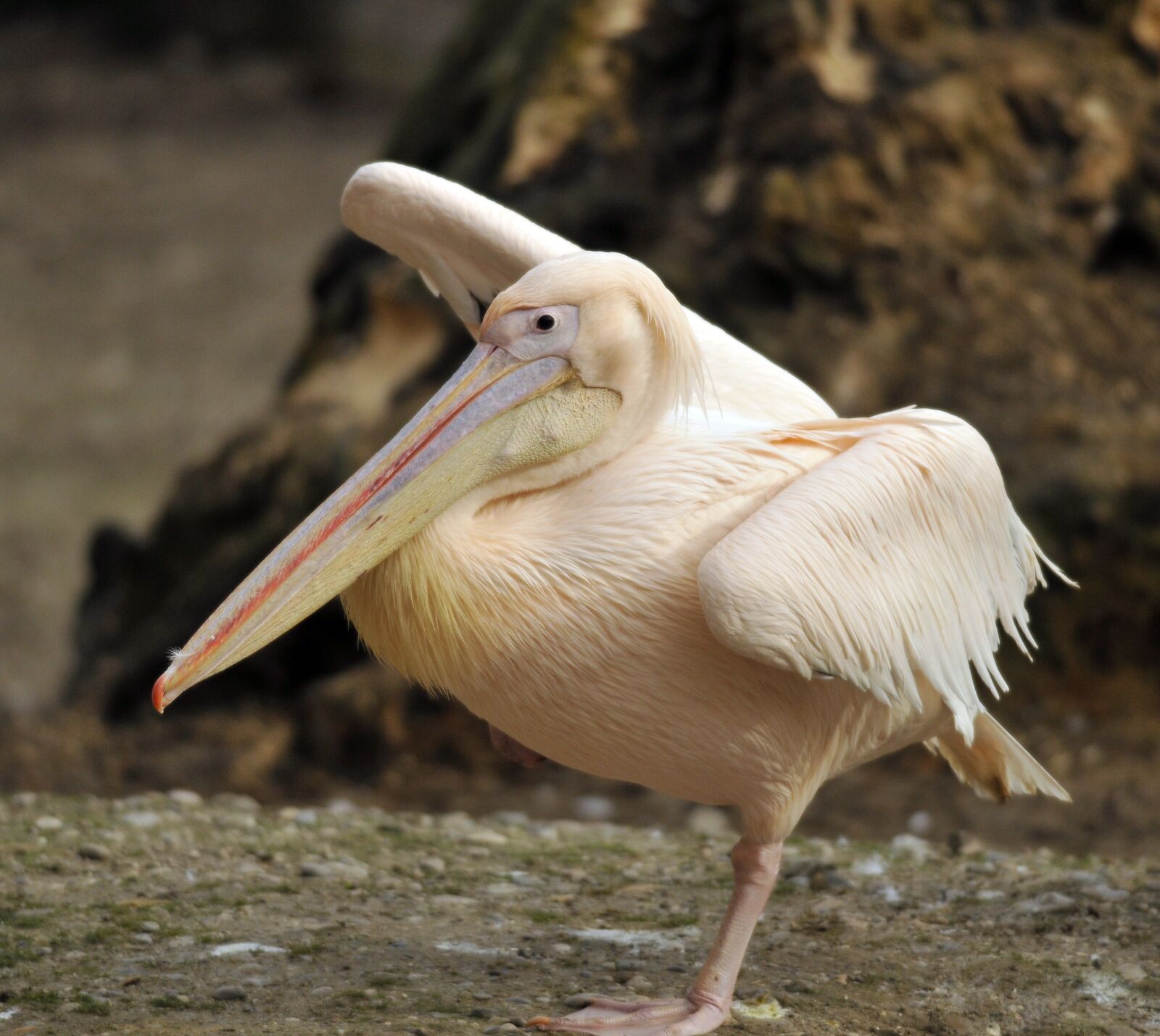 Nikon D300 sample photo. Zoo, hellabrunn, munich photography